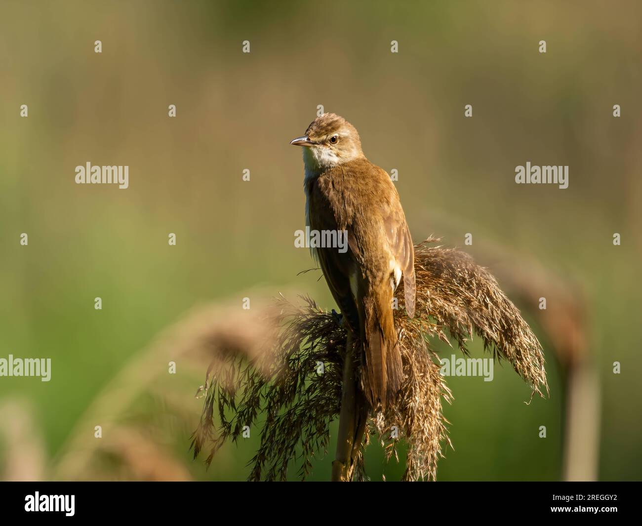 Großer Reed Warbler in grüner Umgebung auf trockenem Gras. Stockfoto