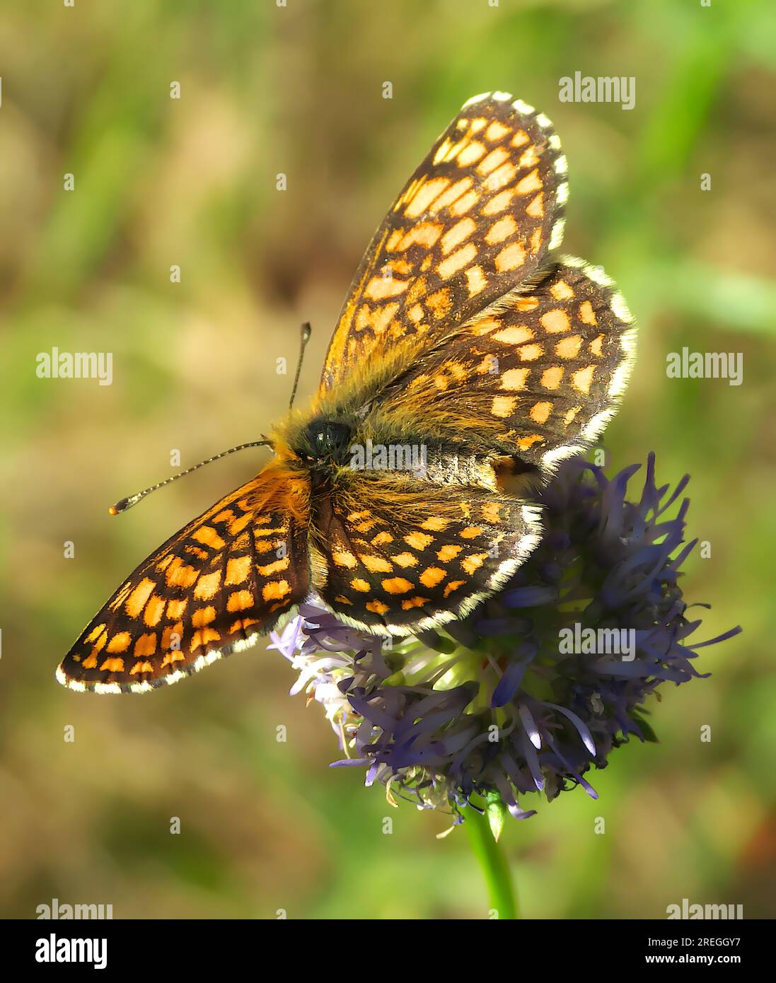 Schmetterling auf Blume, Nahaufnahme. Stockfoto