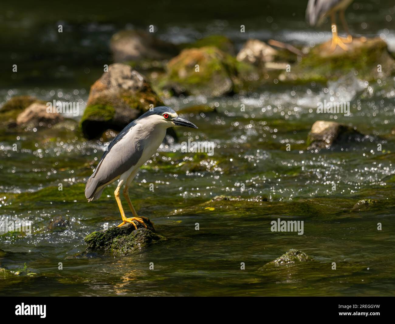 Schwarzkronen-Nachtreiher auf einem Felsen mitten im Wasser. Stockfoto