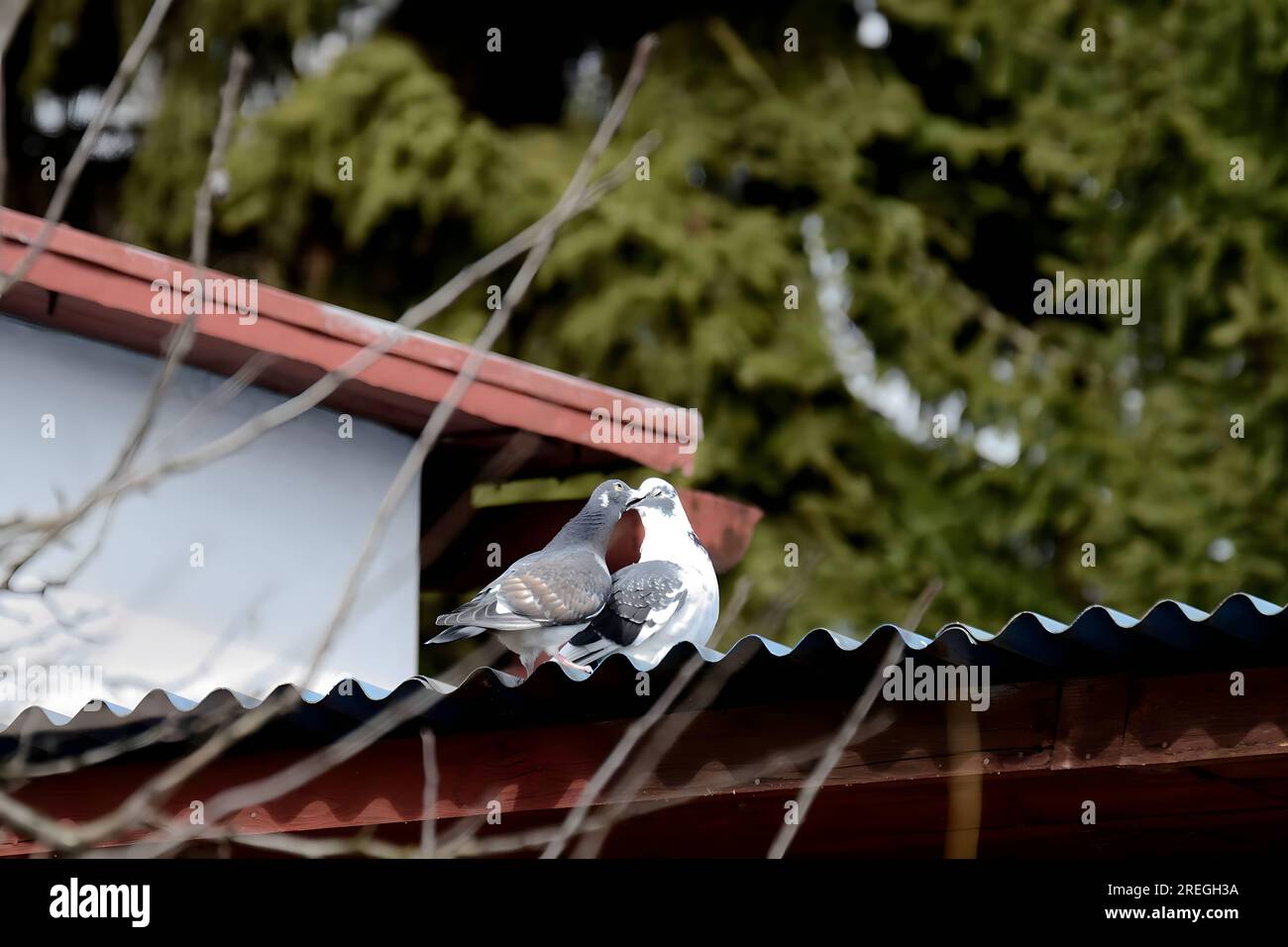 Zwei Tauben auf dem Dach eines Hauses. Stockfoto