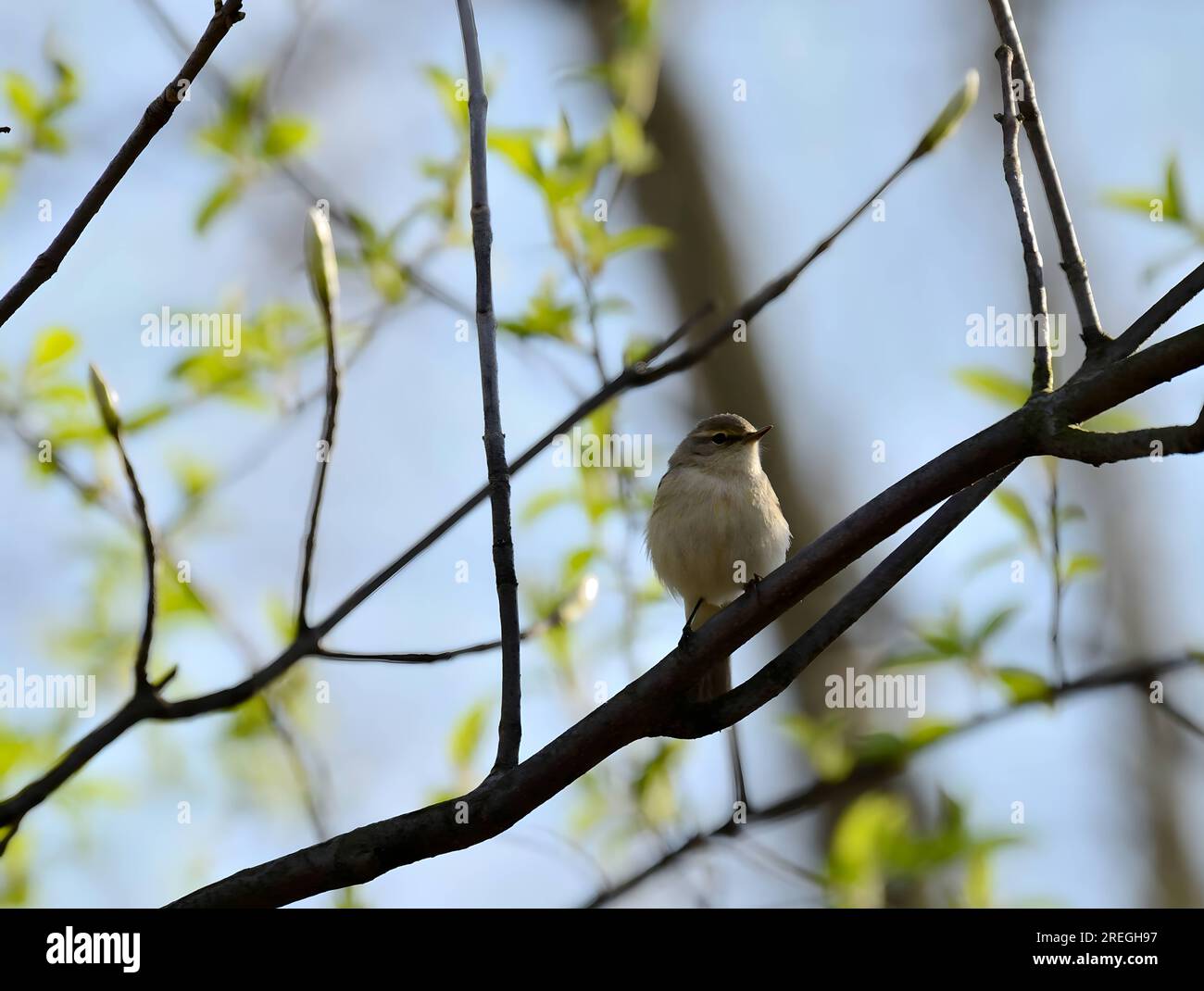 Ein kleiner Vogel, der auf einem Ast sitzt. Gewöhnlicher Chiffchaff Stockfoto
