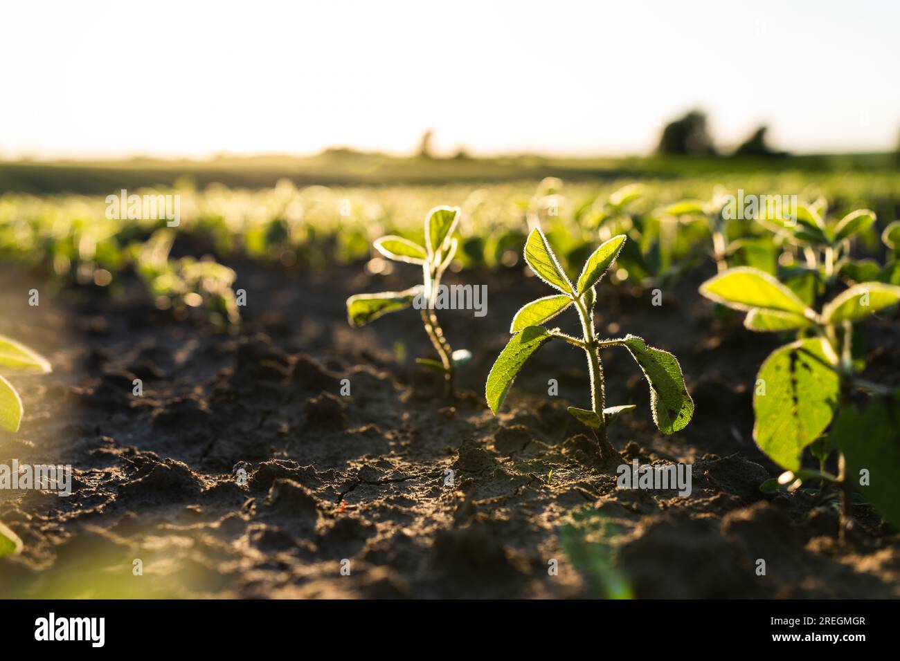 Nahaufnahme grüner junger Sojabohnenpflanzen, die in einem Boden auf einem landwirtschaftlichen Feld wachsen. Sojabohnenpflanzen. Sojafeld mit Sonnenuntergang. Agrargeschäft Stockfoto