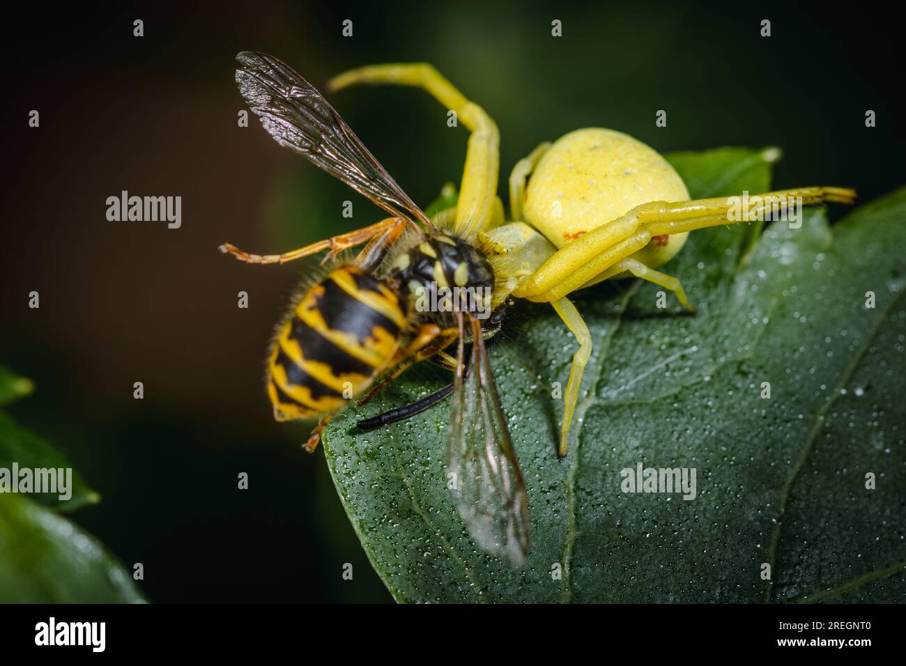 Eine große, gelbe Krabbenspinne hält sich fest an eine Wespe, die sie im Flügel gefangen hat. Stockfoto