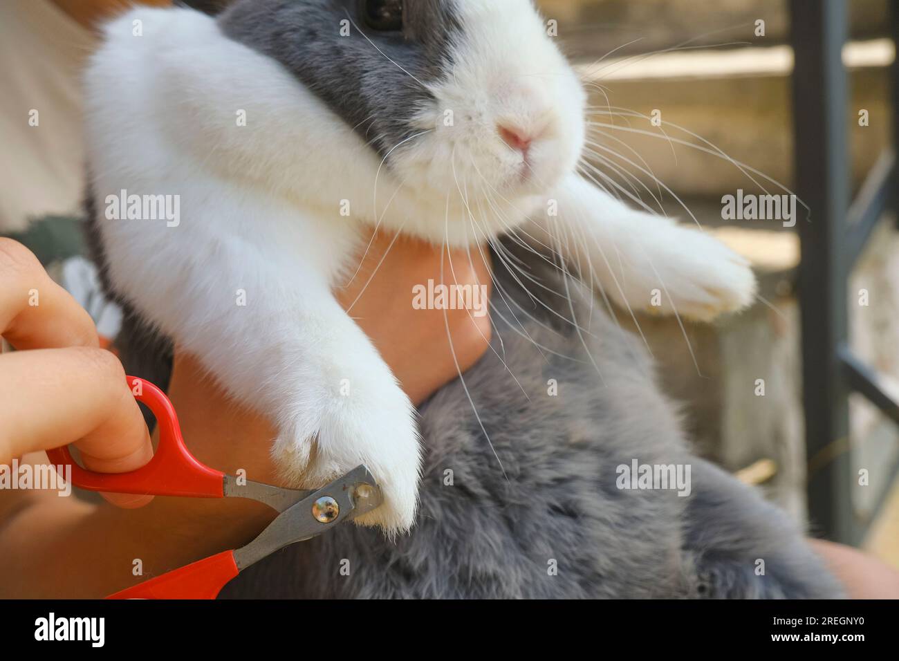 KANINCHENNÄGEL MIT EINER SPEZIELLEN SCHEREN-NAHAUFNAHME SCHNEIDEN. Stockfoto