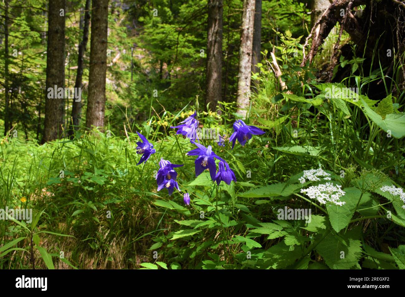 Die violette alpine Kolumbinblüte (Aquilegia alpina) im Wald Stockfoto