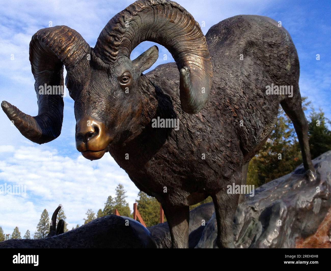 Radium Hot Springs, BC, Kanada - Okt. 15 2013 Detail einer sehr realistischen Statue von Dickhornschafen von Rick Taylor. Es heißt Bighorn in unserem Rücken Stockfoto