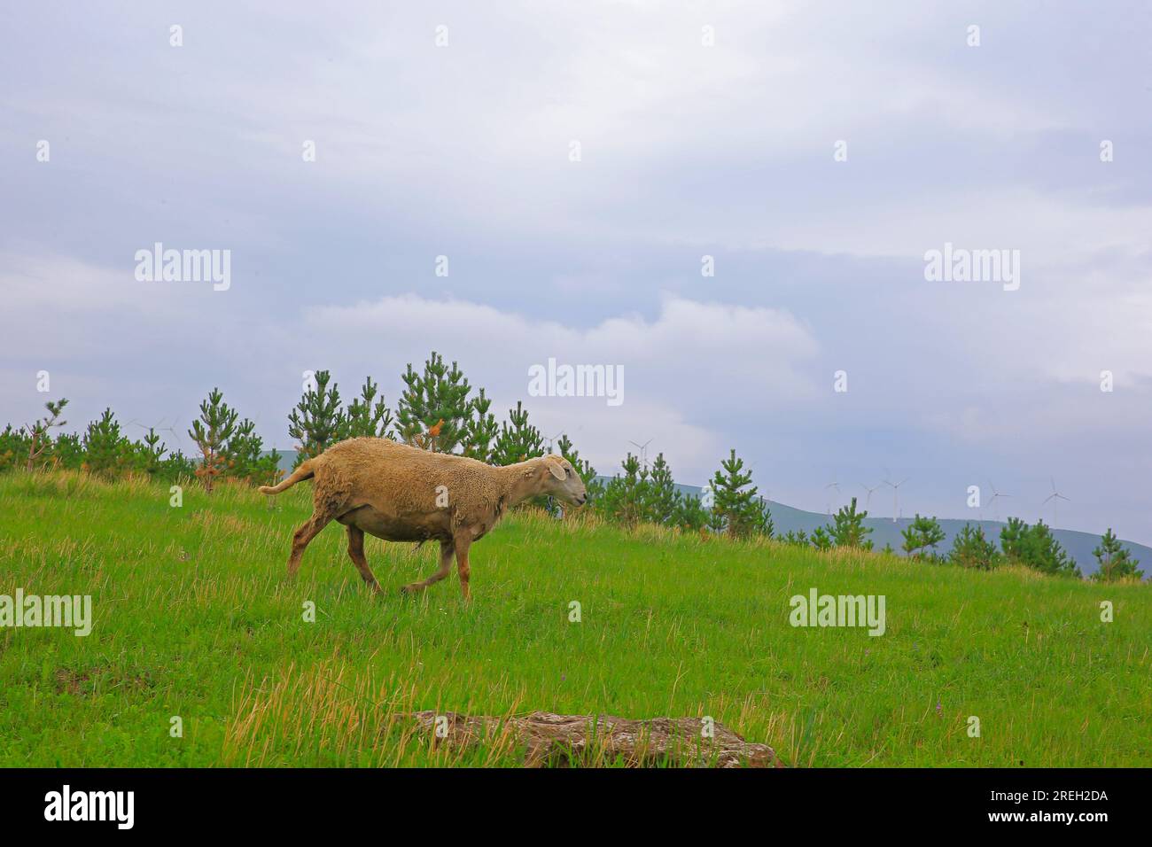 Schafherde auf Weide und blauer Himmel, Gruppe von Schafen fressen Gras auf Grünlandzucht, Landschaft von Grasfeldern Stockfoto