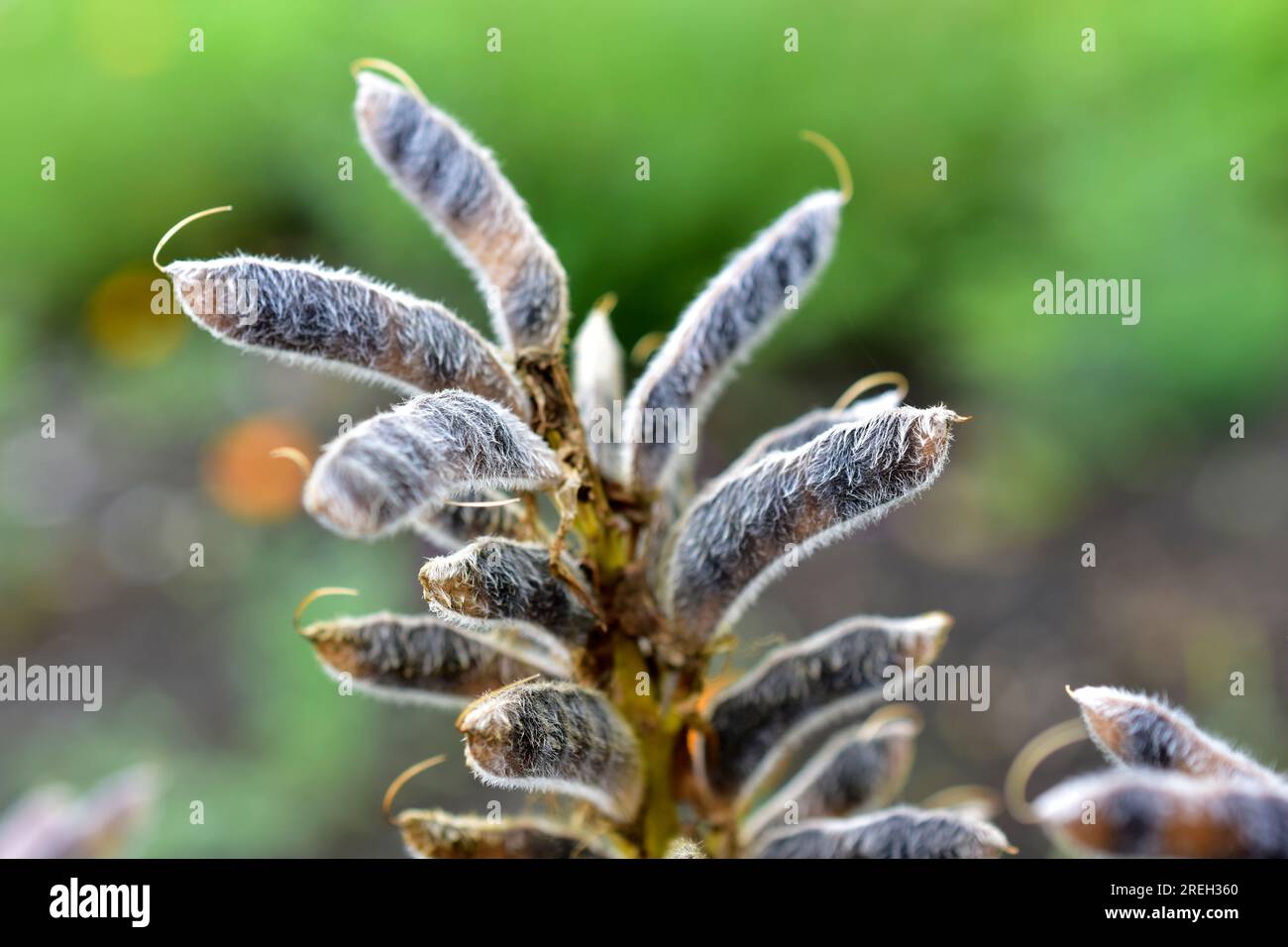 Schoten mit Samen von Lupinen im Garten Stockfoto