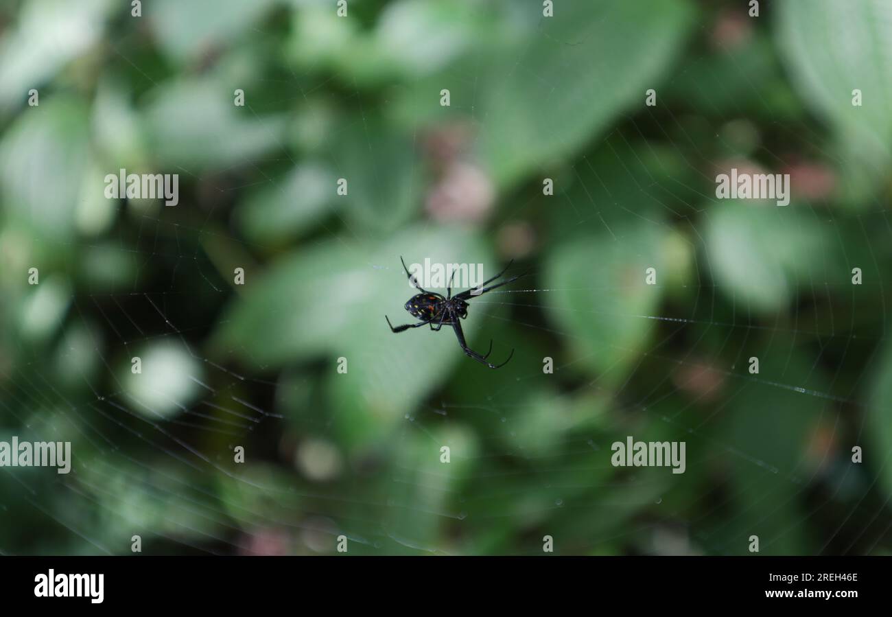 Hochwinkel-ventrale Ansicht einer perlenförmigen Opadometa (Leucauge Fastigata)-Spinne. Die Spinne sitzt in der Mitte des Netzes Stockfoto