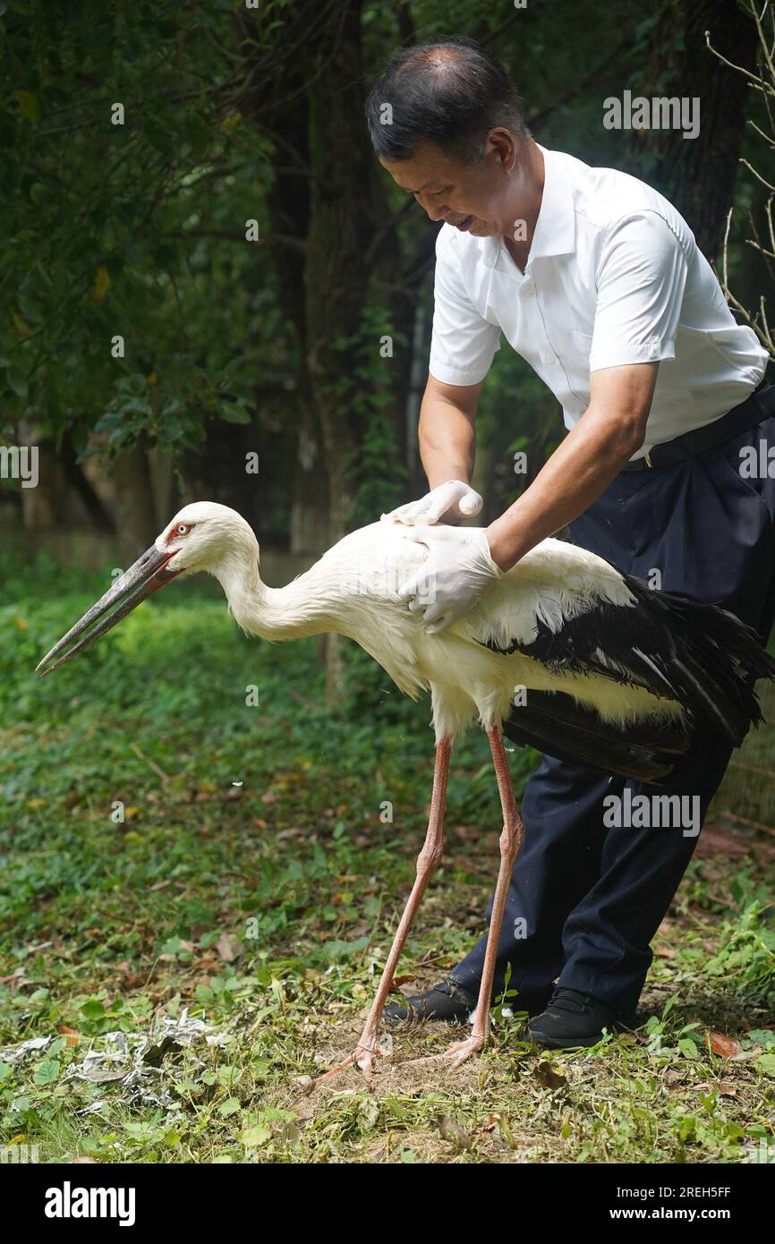 Nanchang, Chinas Provinz Jiangxi. 15. Juli 2023. Ein Mitarbeiter kümmert sich um einen orientalischen weißen Storch in einer Schutzstation des Naturschutzgebiets Poyang Lake im Yongxiu County, Ost-Chinas Provinz Jiangxi, am 15. Juli 2023. Mitarbeiter aus Rettungskräften, Ärzten, Patrouillen und Polizeibeamten in der Schutzstation des Naturschutzgebiets Poyang Lake und im Wildlife Rescue and Breeding Center der Provinz Jiangxi retteten verletzte Zugvögel und helfen ihnen, in die Wildnis zurückzukehren. Kredit: Wan Xiang/Xinhua/Alamy Live News Stockfoto