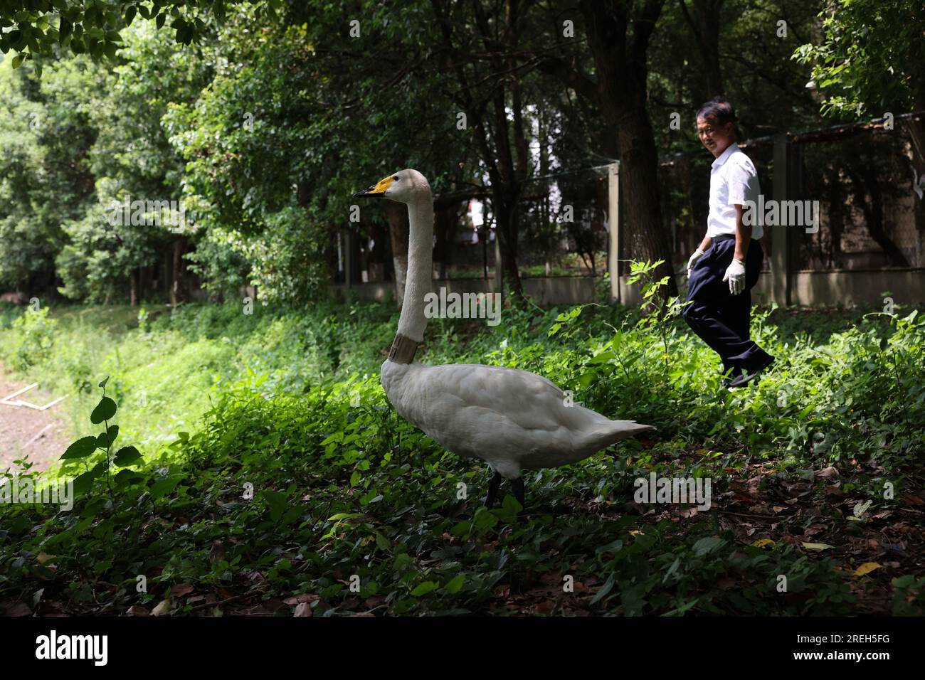 Nanchang, Chinas Provinz Jiangxi. 15. Juli 2023. Ein Mitarbeiter beobachtet einen Schwan in einer Schutzstation des Naturschutzgebiets Poyang Lake im Yongxiu County, Ost-Chinas Provinz Jiangxi, 15. Juli 2023. Mitarbeiter aus Rettungskräften, Ärzten, Patrouillen und Polizeibeamten in der Schutzstation des Naturschutzgebiets Poyang Lake und im Wildlife Rescue and Breeding Center der Provinz Jiangxi retteten verletzte Zugvögel und helfen ihnen, in die Wildnis zurückzukehren. Kredit: Jin Liwang/Xinhua/Alamy Live News Stockfoto