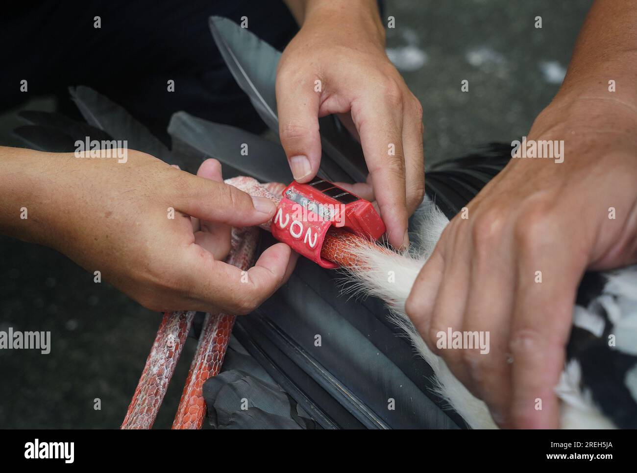 Nanchang, Chinas Provinz Jiangxi. 20. Juli 2023. Mitarbeiter haben einen GPS-Tracker auf einem orientalischen weißen Storch angebracht, der am 20. Juli 2023 im Wildlife Rescue and Breeding Center der Provinz Jiangxi in Nanchang, Ostchina, in der Provinz Jiangxi, veröffentlicht werden sollte. Mitarbeiter aus Rettungskräften, Ärzten, Patrouillen und Polizeibeamten in der Schutzstation des Naturschutzgebiets Poyang Lake und im Wildlife Rescue and Breeding Center der Provinz Jiangxi retteten verletzte Zugvögel und helfen ihnen, in die Wildnis zurückzukehren. Kredit: Wan Xiang/Xinhua/Alamy Live News Stockfoto