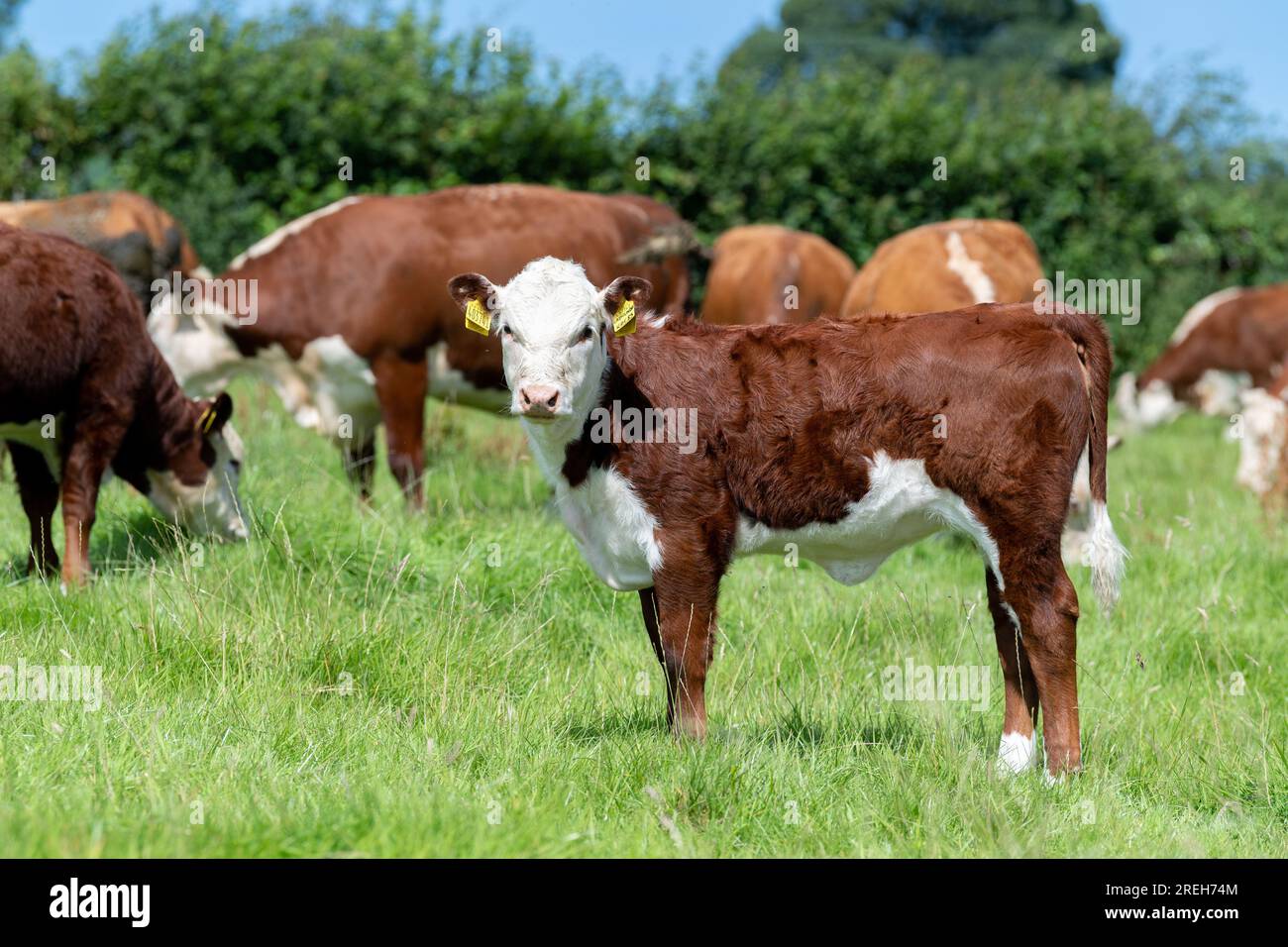 Hereford-Rinderkühe und Kälber, die auf Bergweiden in Cumbria, Vereinigtes Königreich, weiden Stockfoto