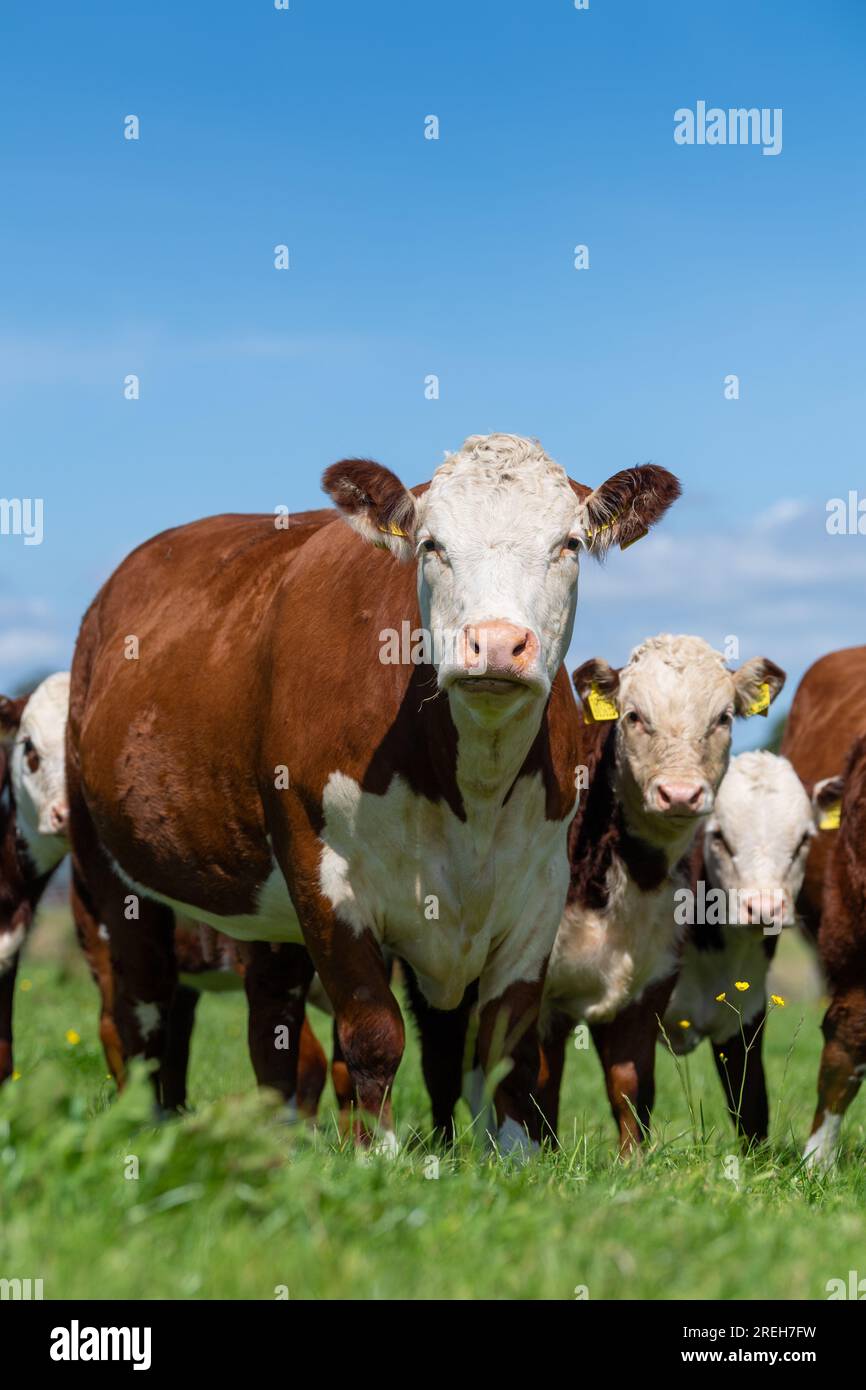 Hereford-Rinderkühe und Kälber, die auf Bergweiden in Cumbria, Vereinigtes Königreich, weiden Stockfoto