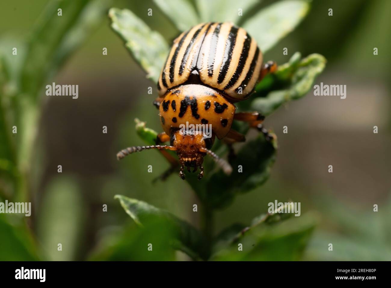 Colorado Potato Beetle - Leptinotarsa decemlineata Stockfoto