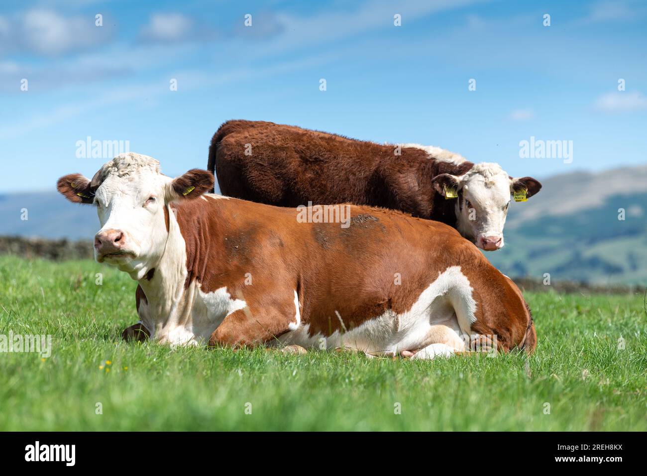 Hereford Rinder, eine einheimische britische Rinderrasse, saßen auf einer üppigen Berglandweide in Cumbria, Großbritannien. Stockfoto