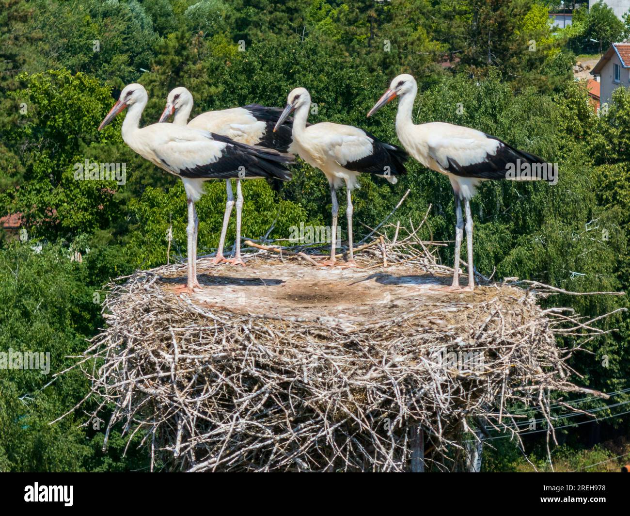 Weißes Storchnest mit Küken Stockfoto