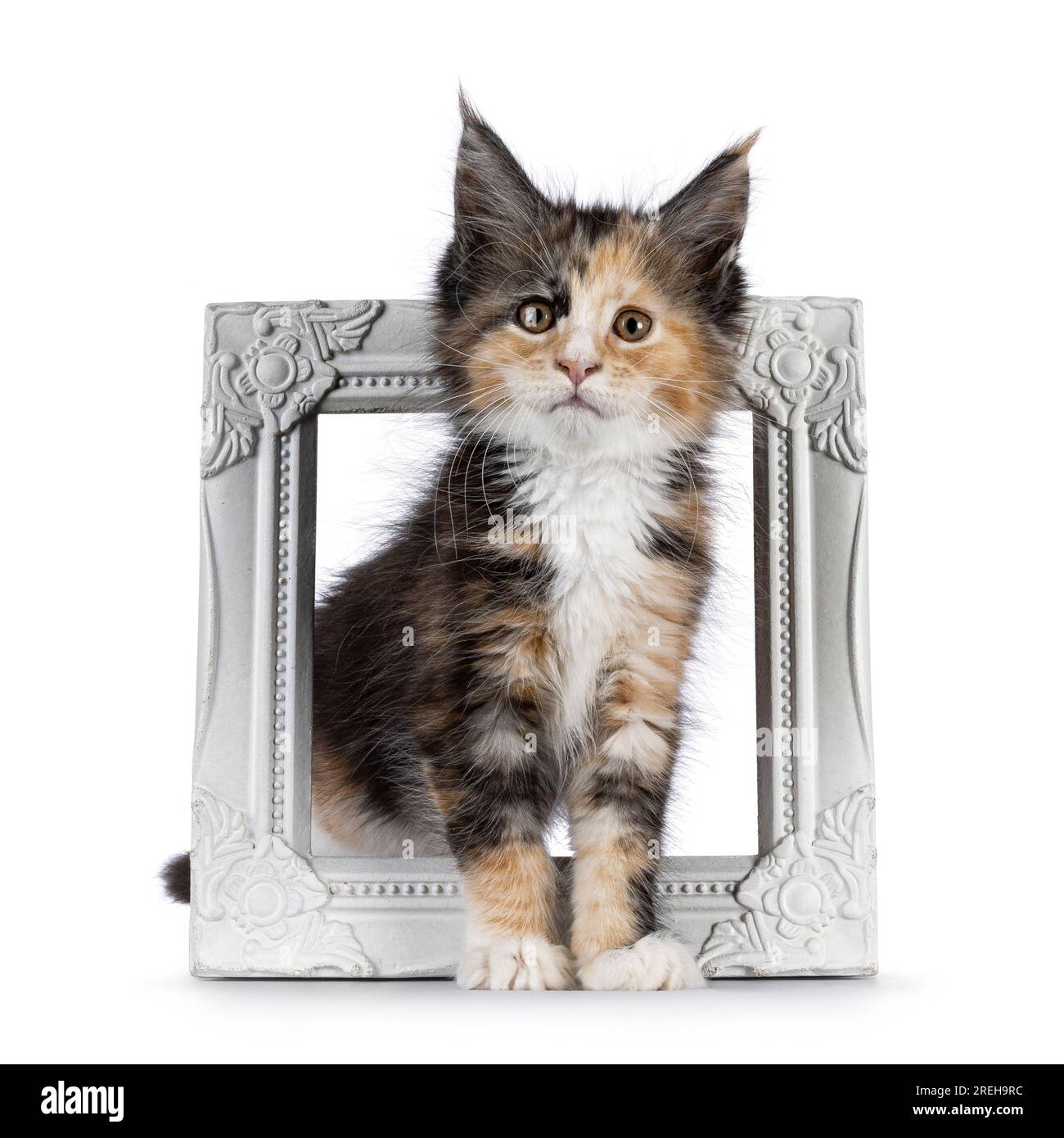 Alarmieren Sie das Katzenkätzchen tortie, das durch den weißen Rahmen steht. Blick direkt auf die Kamera. Isoliert auf weißem Hintergrund. Stockfoto