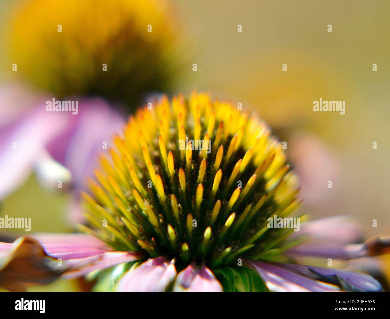 Wilde Schönheit Blume mit Nektar blüht auf dem Feld Landschaft. Natur Landschaft bestehend aus wilden hellen Blume auf dem Feld blüht. Feld natürliche Sie Stockfoto