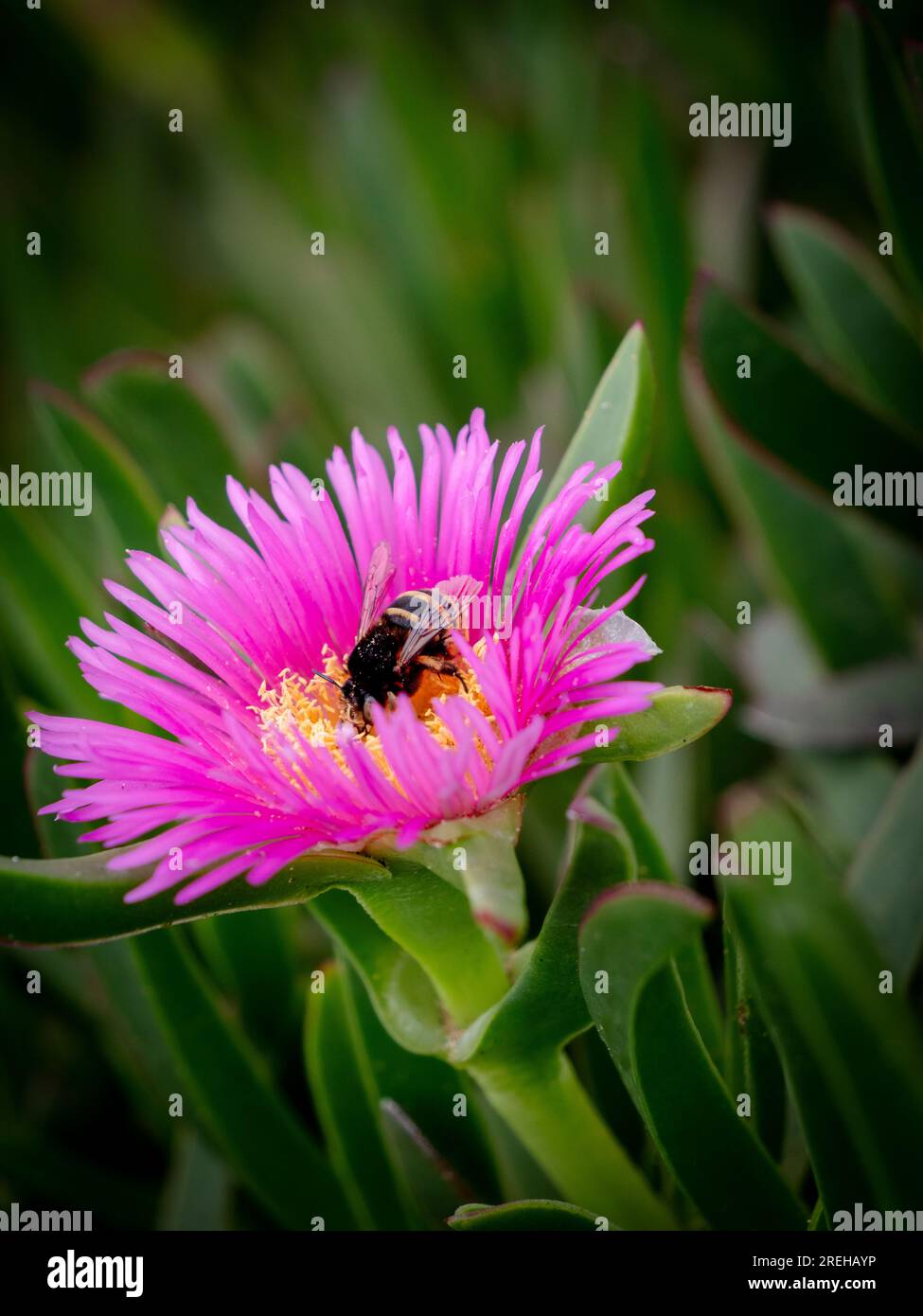 Sommerzeit eine fleißige Hummel auf einer rosa Blume Stockfoto