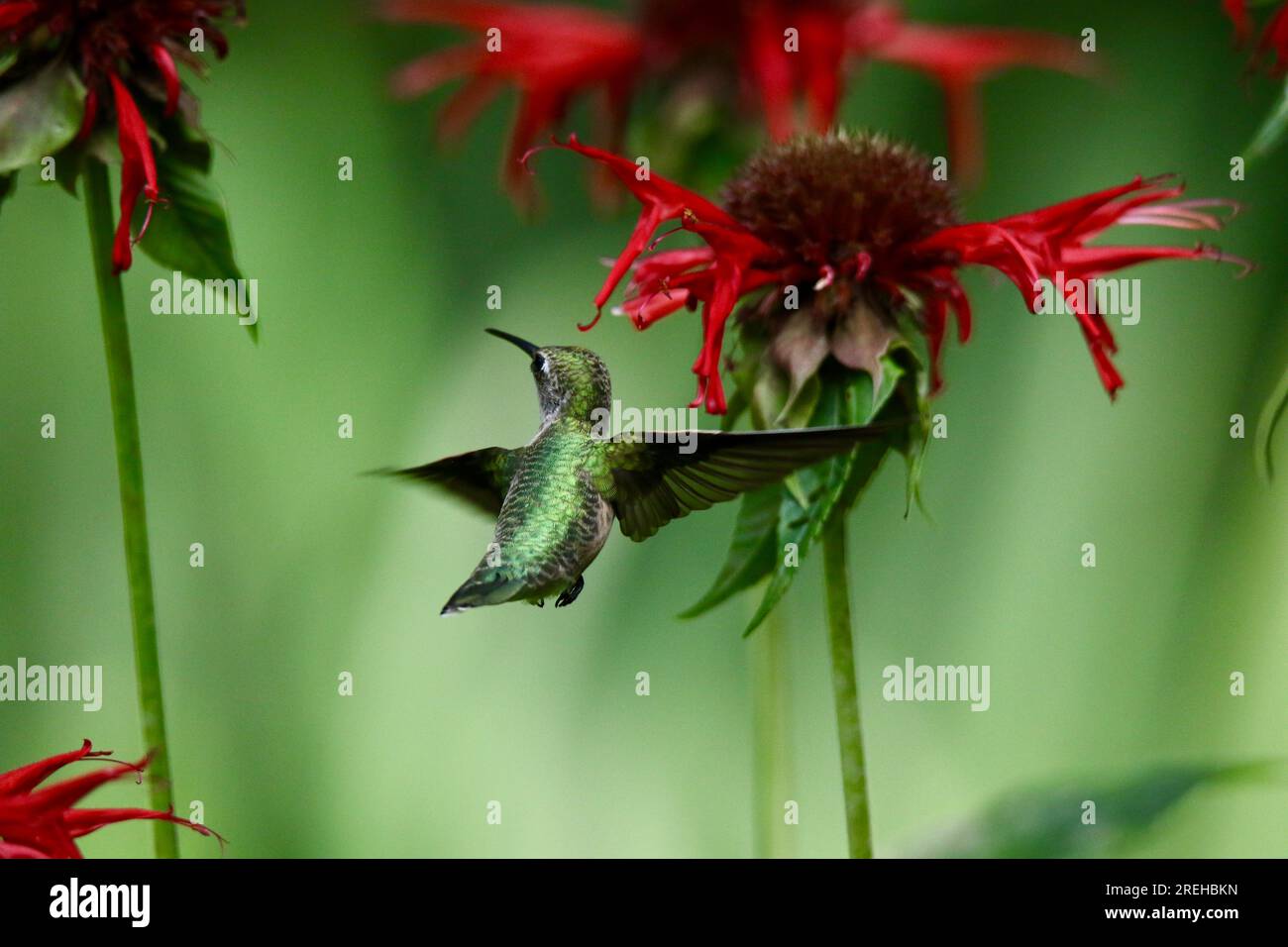 Weiblicher rubinthroierter Kolibri Archilochus colubris, der sich im Sommer von Blumen ernährt Stockfoto