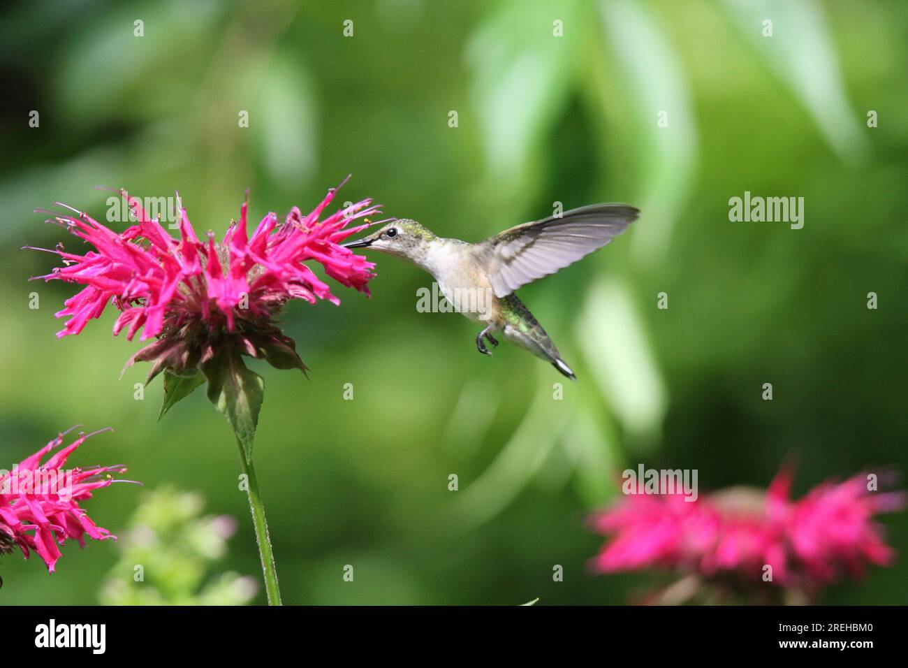 Weiblicher rubinthroierter Kolibri Archilochus colubris, der sich im Sommer von Blumen ernährt Stockfoto