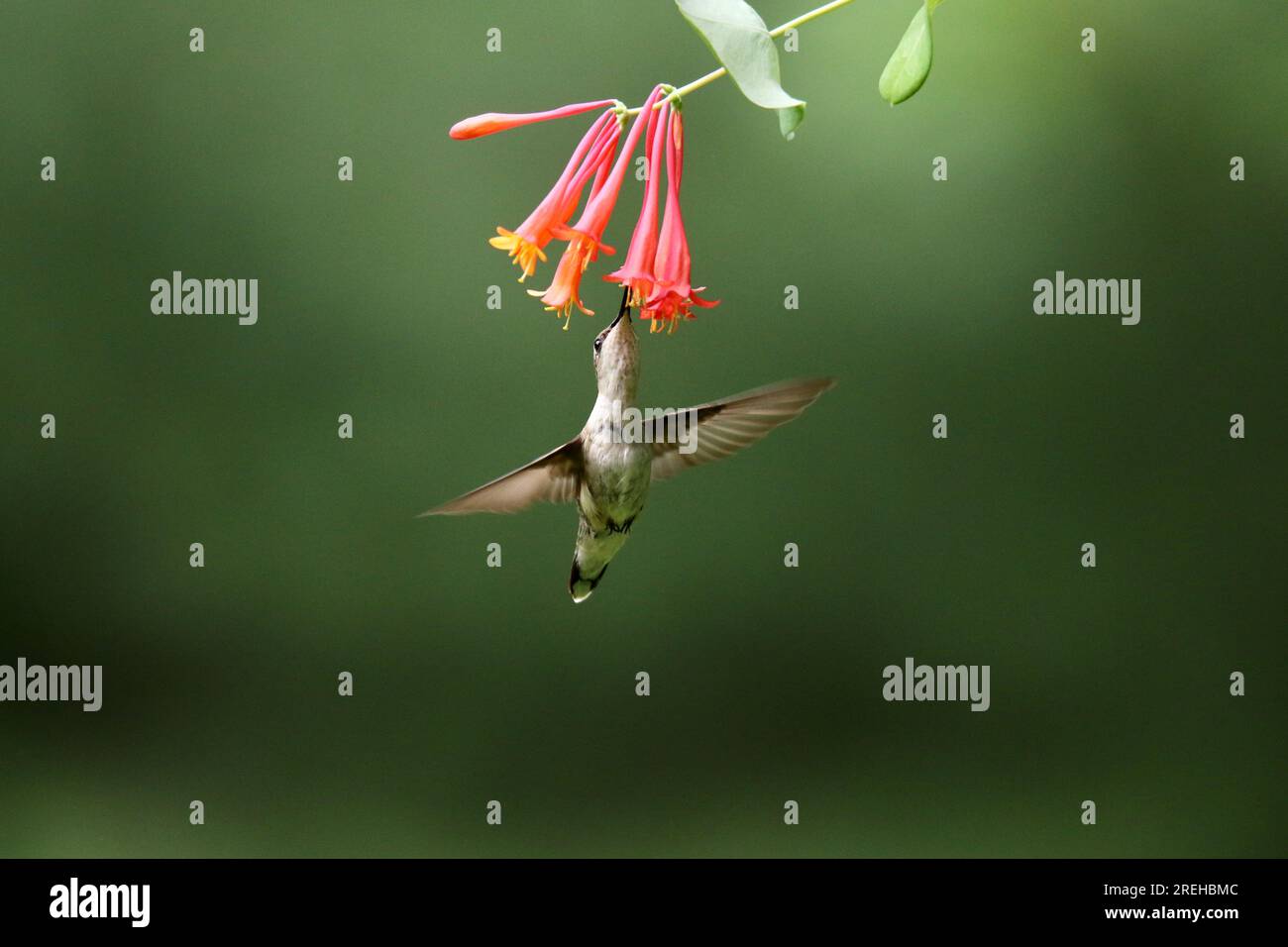 Weiblicher rubinthroierter Kolibri Archilochus colubris, der sich im Sommer von Blumen ernährt Stockfoto