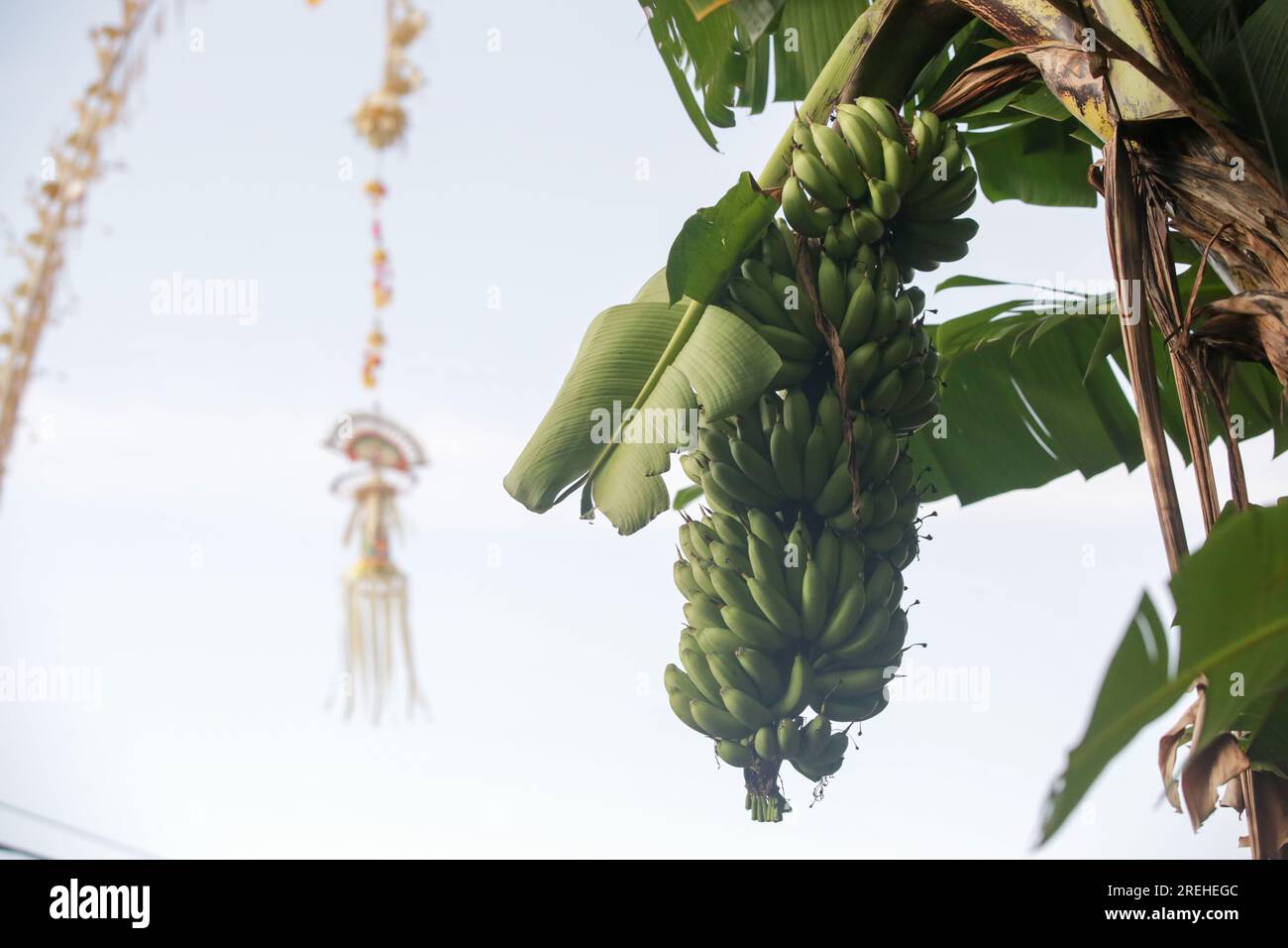 Grüne Bananen auf einem Baum in Bali, Indonesien Stockfoto