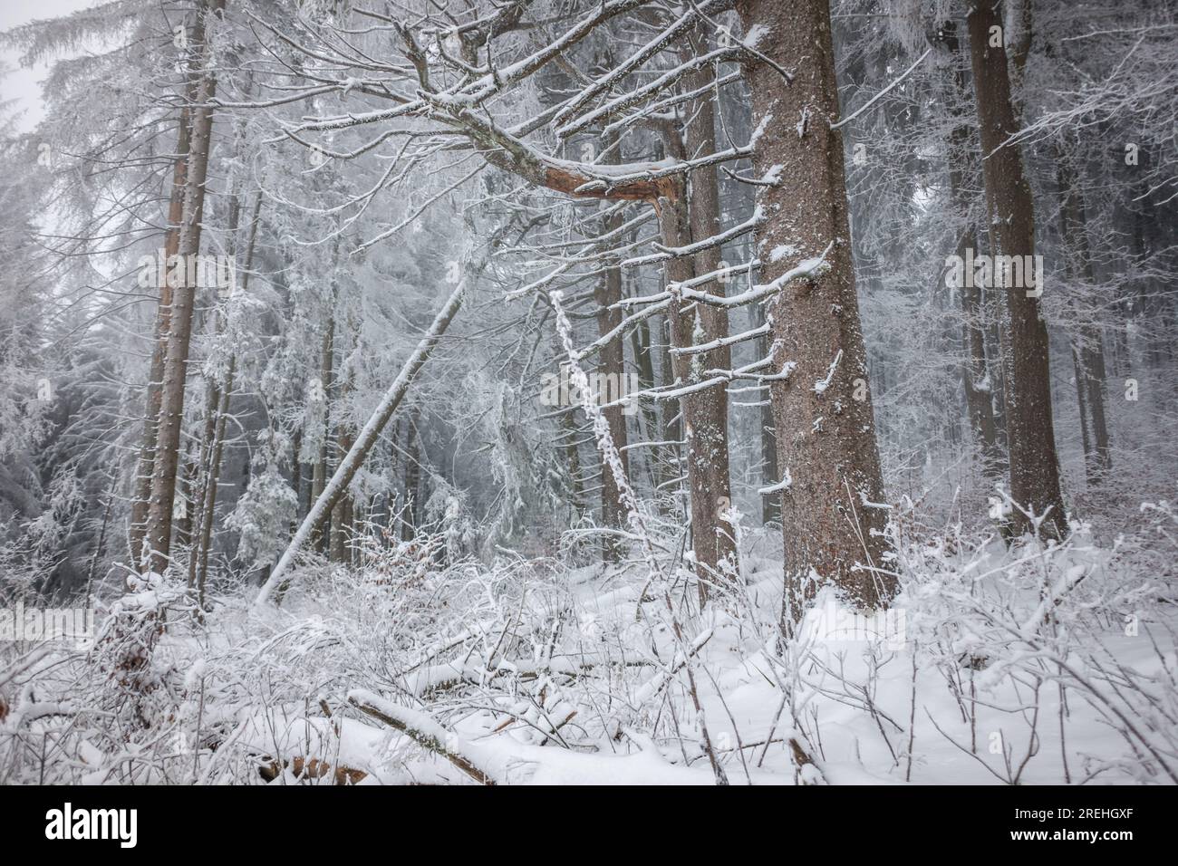 Mystischer Nebel / Märchenhafter Winterwald Hoherodskopf Hessen Deutschland Stockfoto