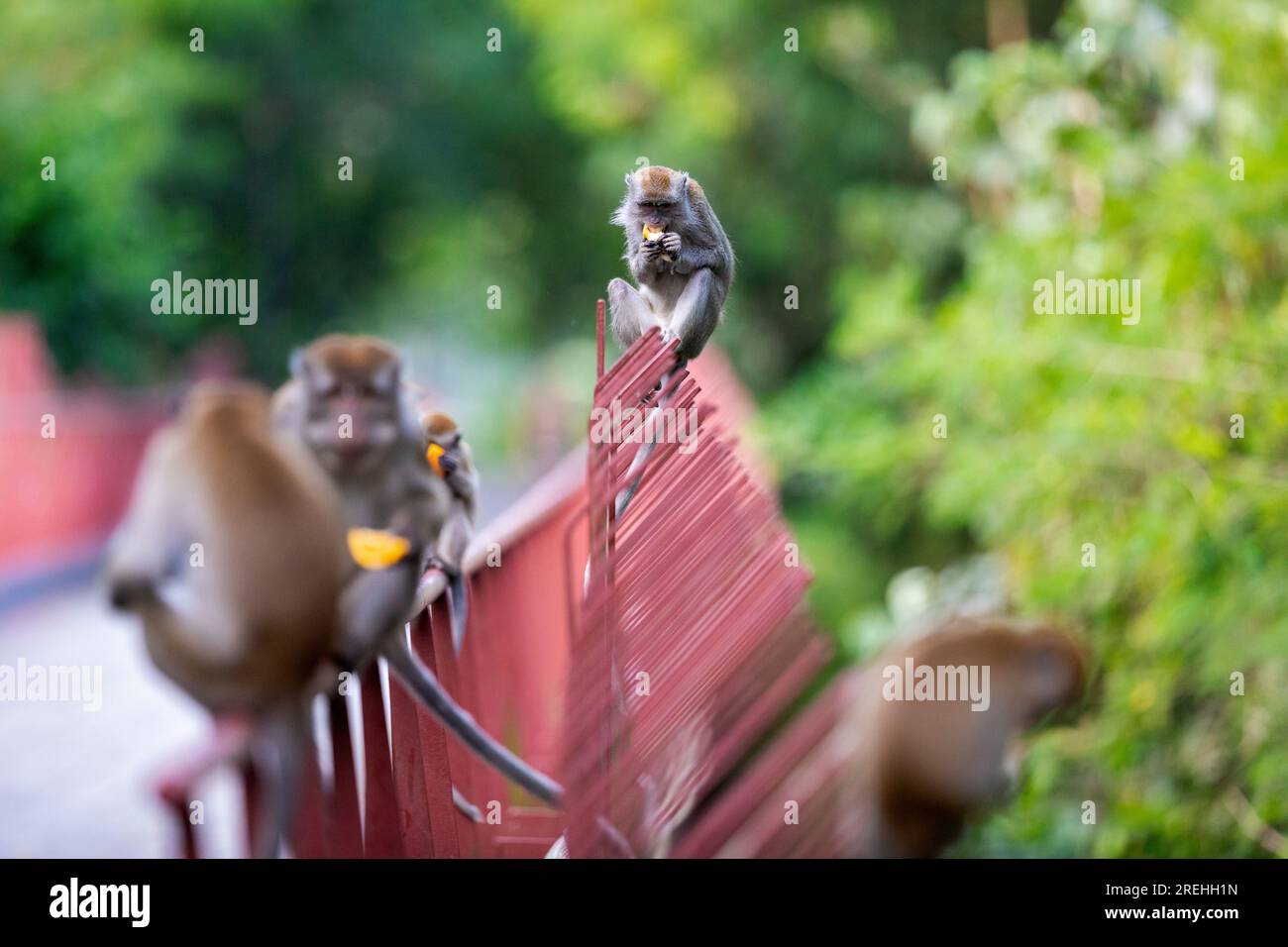 Eine langschwänzige Makake-Truppe sitzt auf einer Brücke entlang des Punggol Promenade Nature Walk, während sie Essen von Bauarbeitern des Waterway Sunrise isst Stockfoto