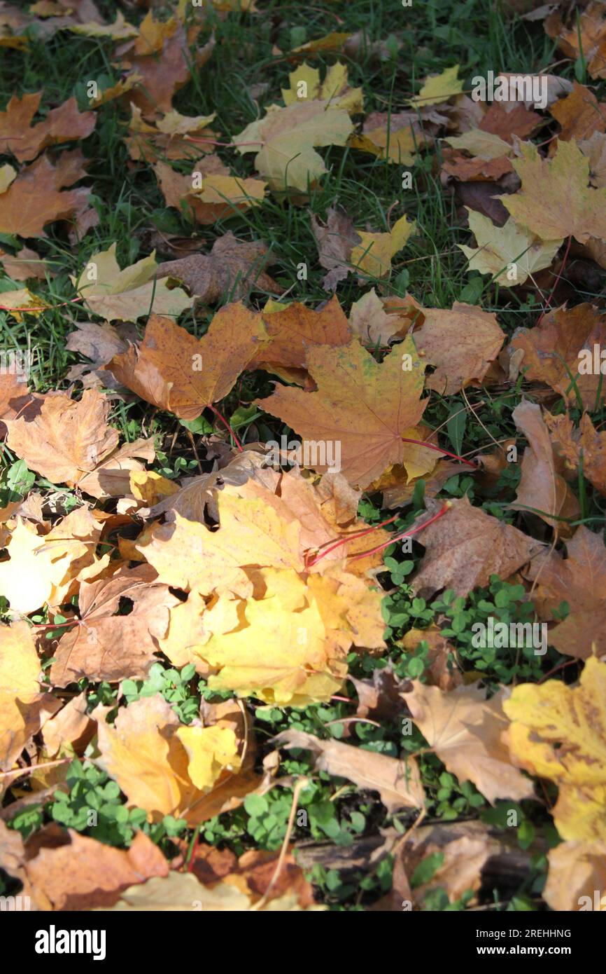 Teppich aus Herbstblättern Stockfoto