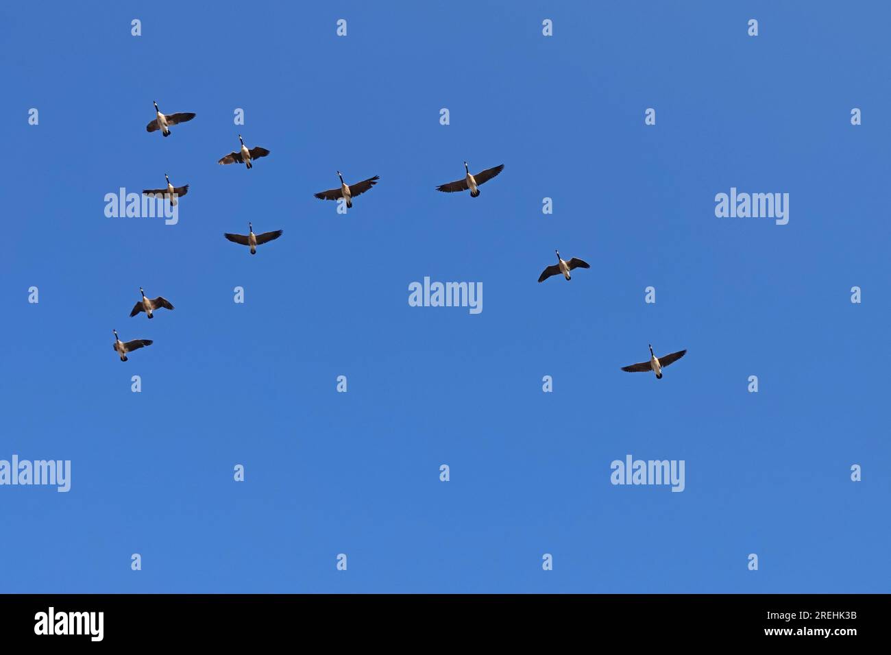 Eine Herde von zehn Kanadischen Gänsen wird während einer jährlichen Wanderung in den USA in einem klaren, blauen Himmel über den Flugzeugen gezeigt. Stockfoto