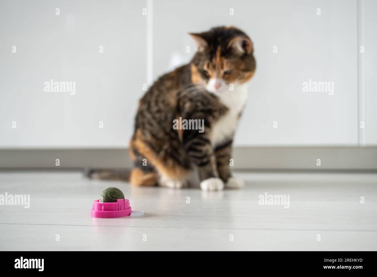 Interessierte flauschige Katze, die zu Hause auf dem Boden Spielball aus Katzenminze in rosa Plastikhülle sucht Stockfoto