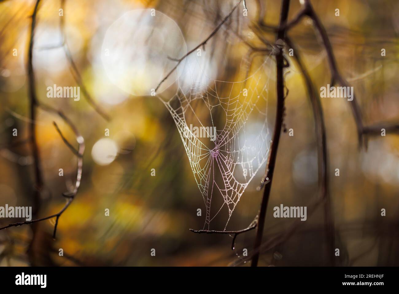 Spinnennetz im Herbstwald. Abstrakte, farbenfrohe Natur Stockfoto