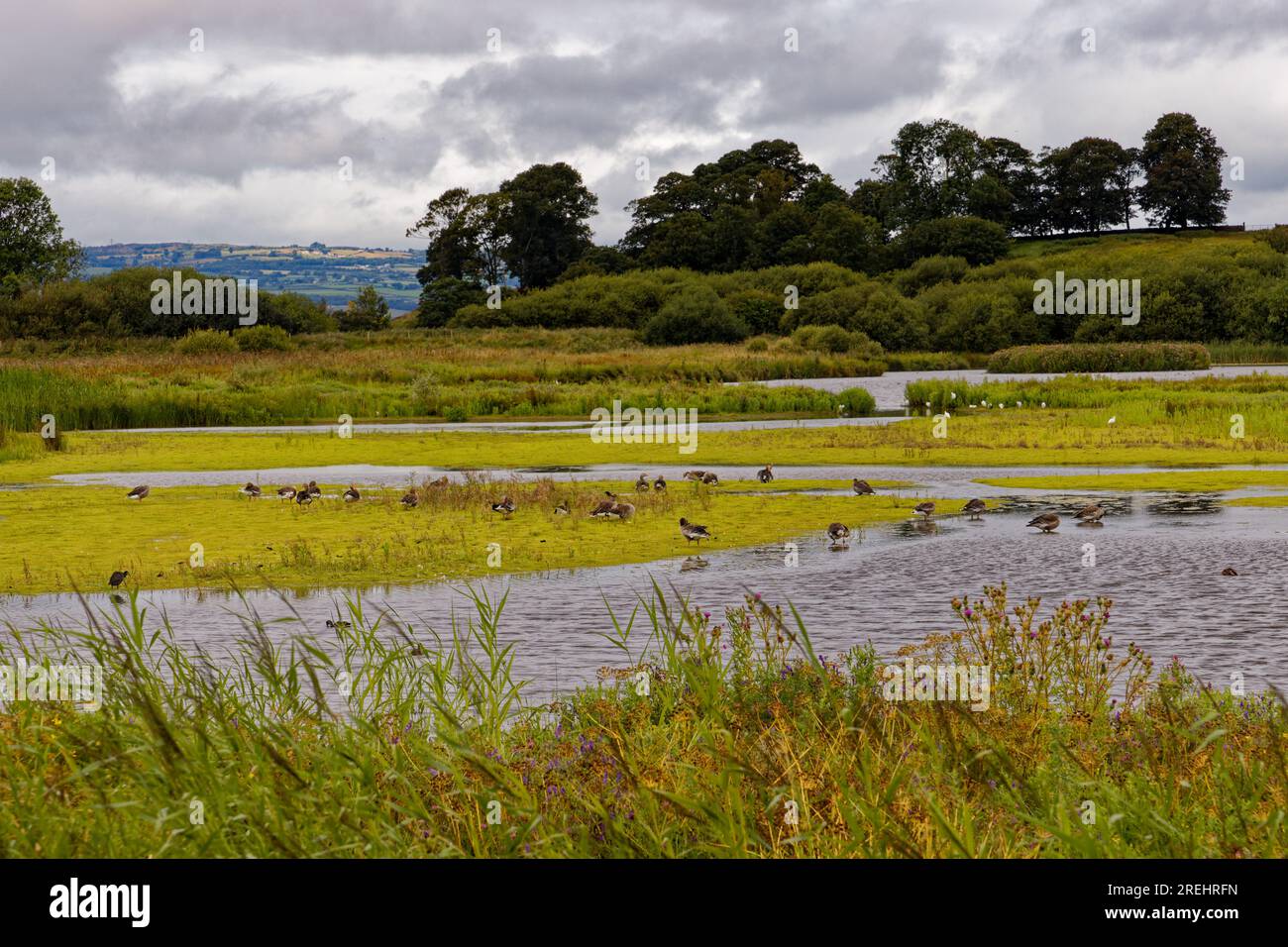 Feuchtgebiete bei RSPB Burton Mere, Wirral, Großbritannien Stockfoto