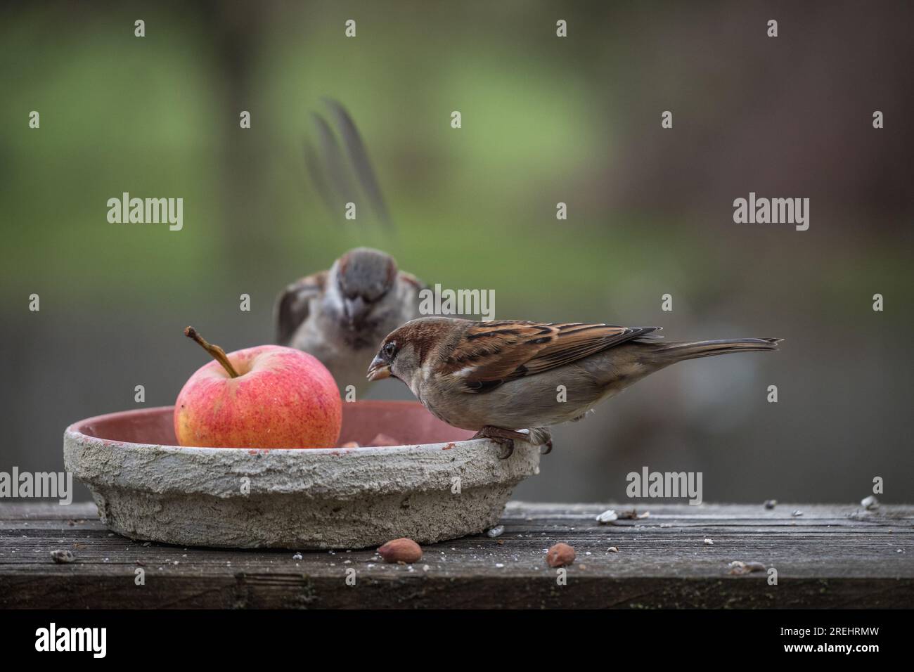 Spatz / Sperlinge an der Futterstelle mit Apfel / Deutschland Stockfoto