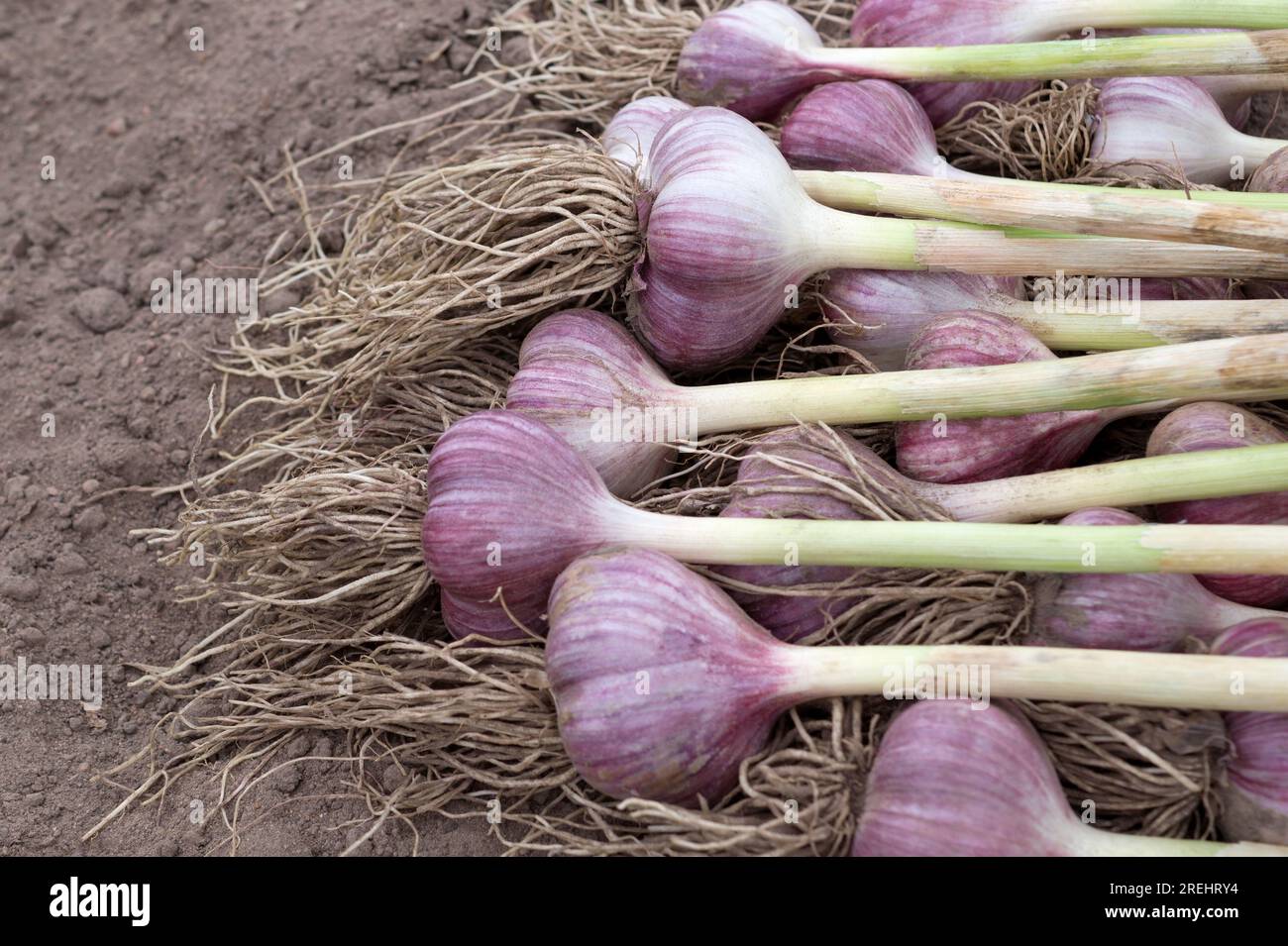 Knoblauchernte im Garten. Lila Knoblauchköpfe mit Wurzeln liegen in einem Bündel auf dem Boden. Bio-Gemüse für den Heimanbau. Schließen. Stockfoto