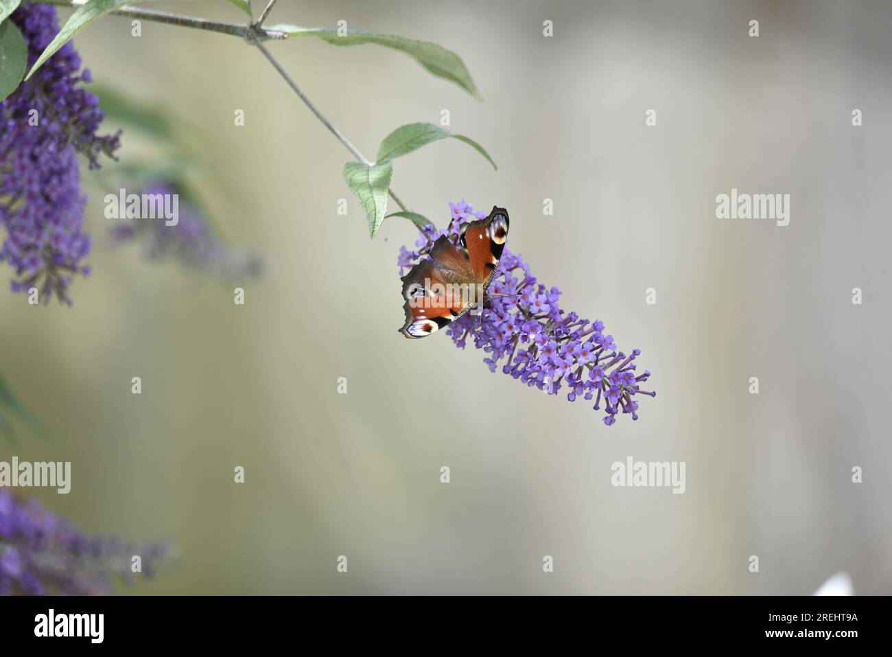 Vordergrundbild in der Mitte des Pfau-Schmetterlings (Inachis io) Kopf mit Blick nach unten auf lilafarbene Buddleia-Blumen mit offenen Flügeln vor einem hellgrauen Hintergrund Stockfoto