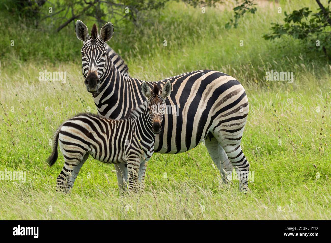 Eine Burchell's Zebra Stute und ihr Fohlen standen im üppigen Gras, nach guten Sommerregen im Kruger-Nationalpark, Südafrika Stockfoto