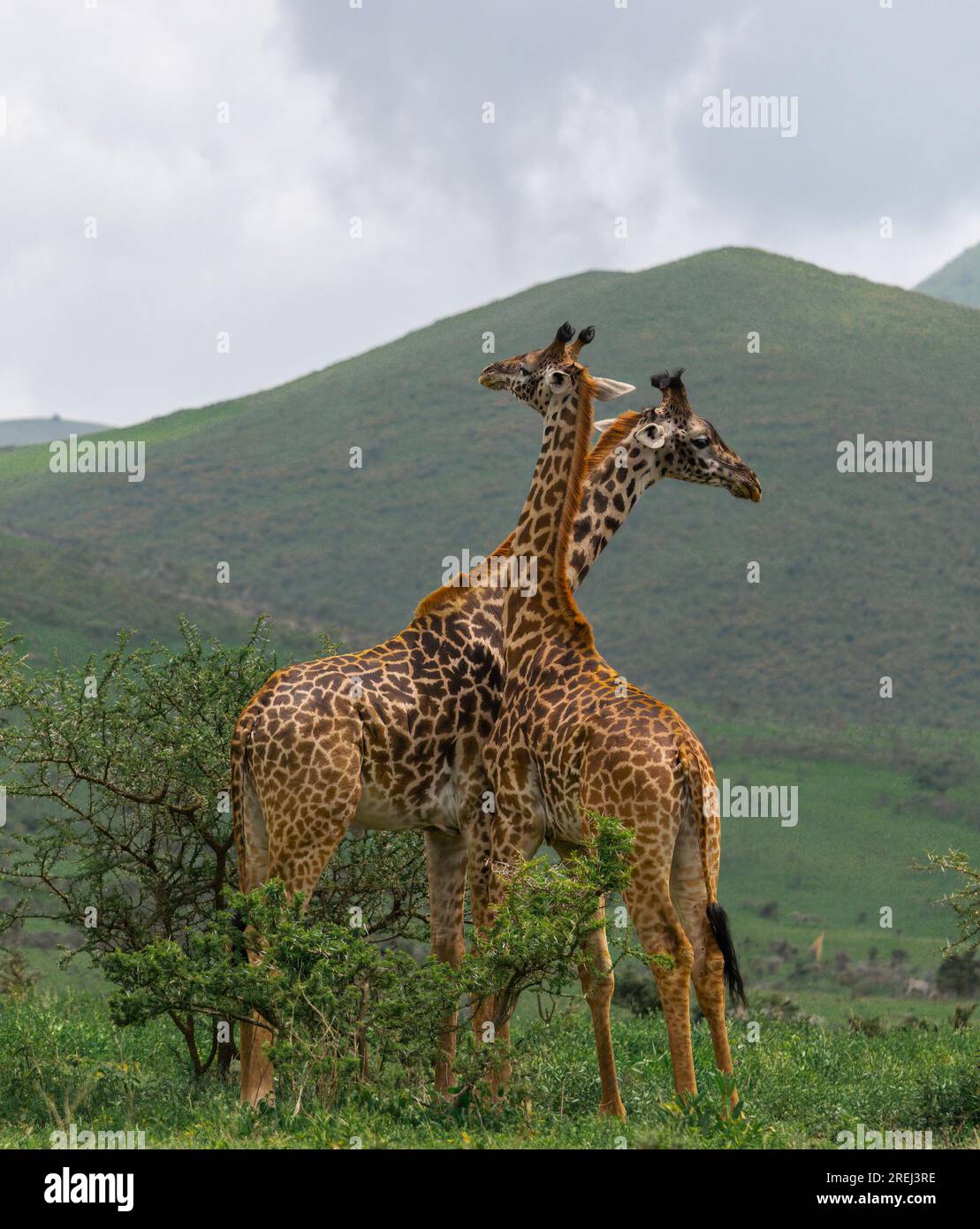 Zwei Giraffen stehen zusammen Stockfoto
