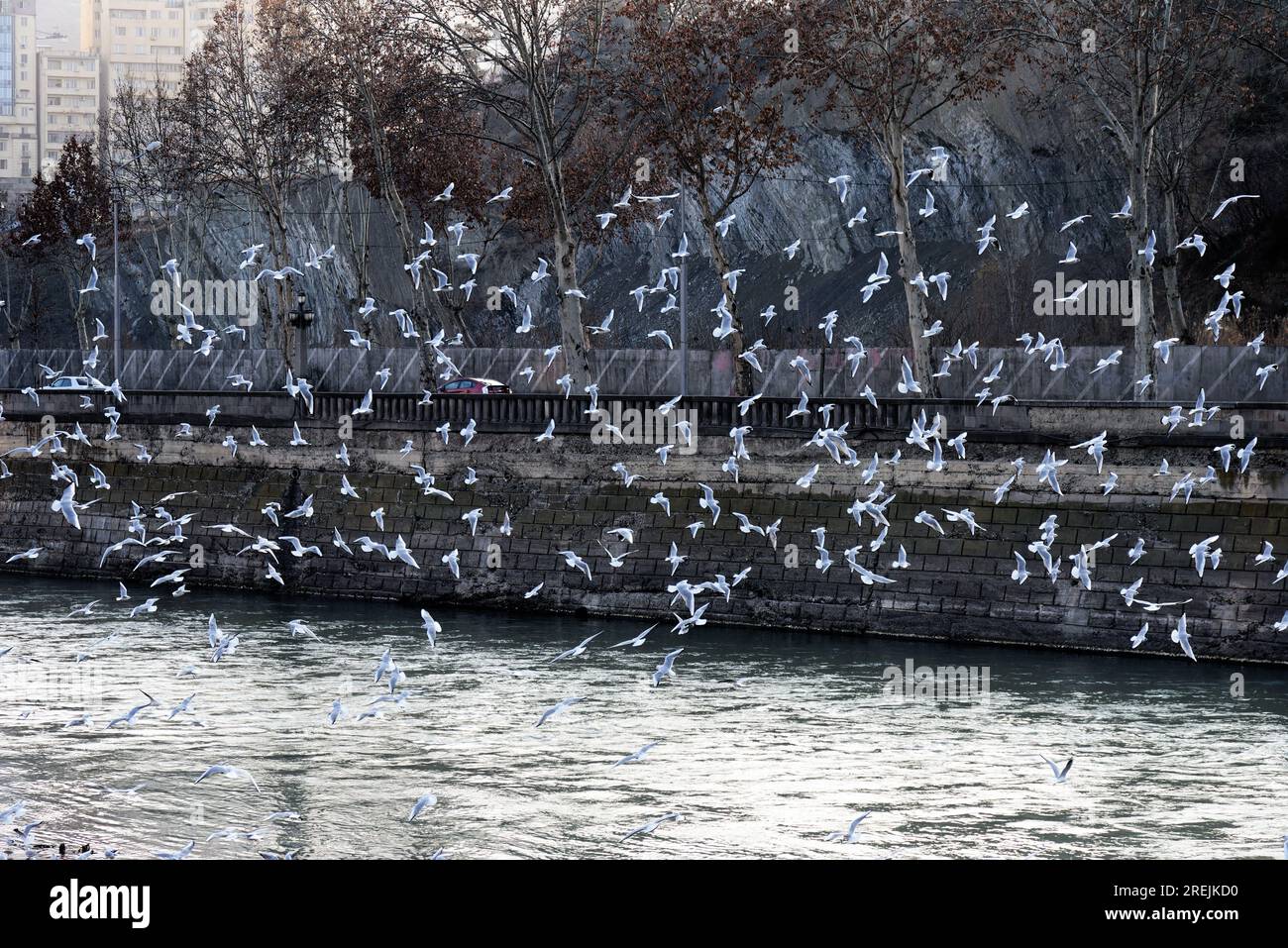 Seemöwen, die am sonnigen Abend im Januar 2023 über den Fluss Mtkvari in Tiflis (Georgien) fliegen. Stockfoto