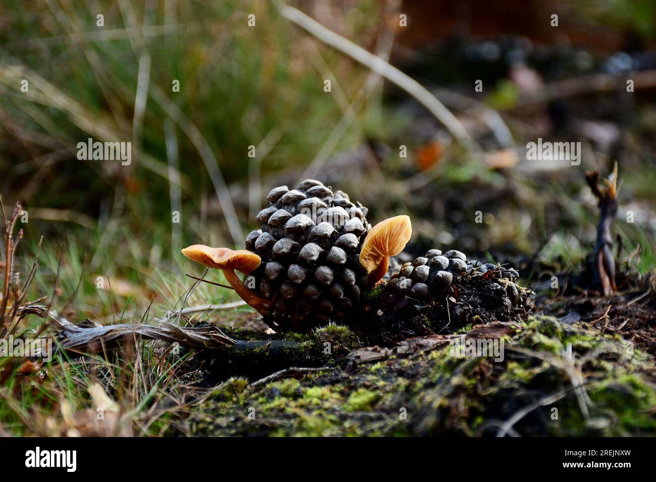 Pilze Stockfoto
