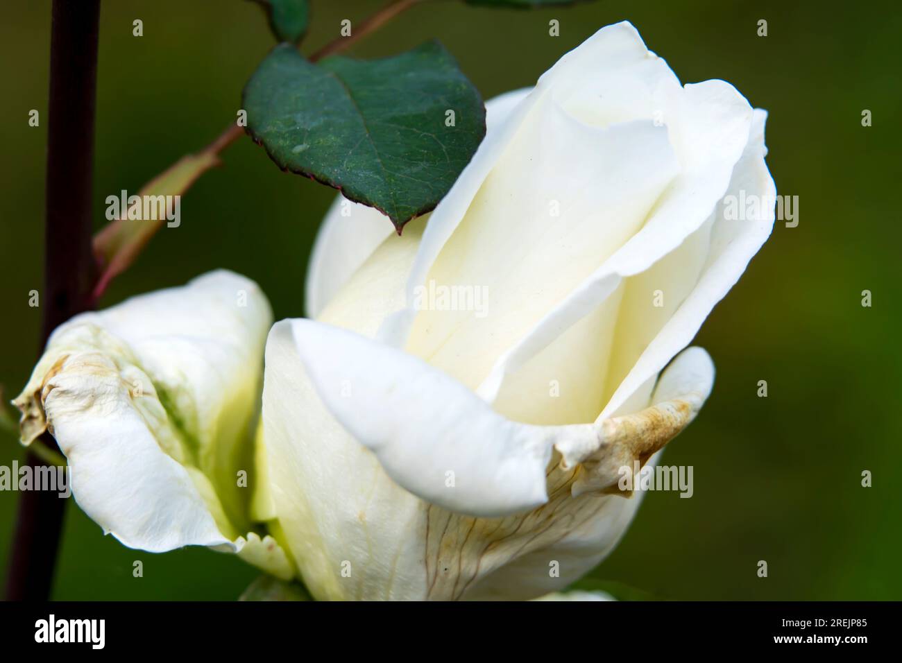 Blumen und Gärten. Getrocknete Gartenrose Stockfoto