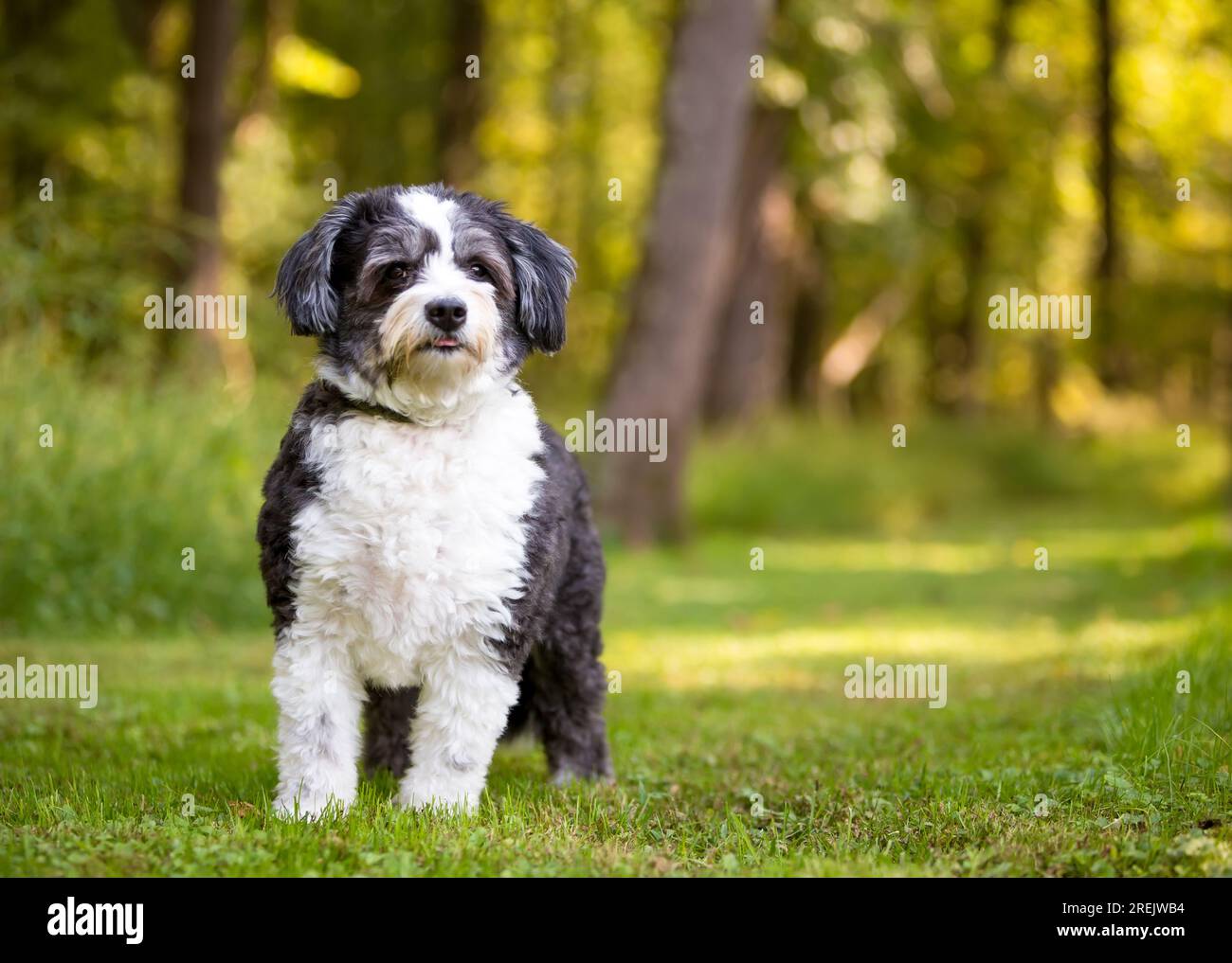 Ein schwarz-weißer Shih Tzu x Poodle Mischhund, der in die Kamera schaut Stockfoto
