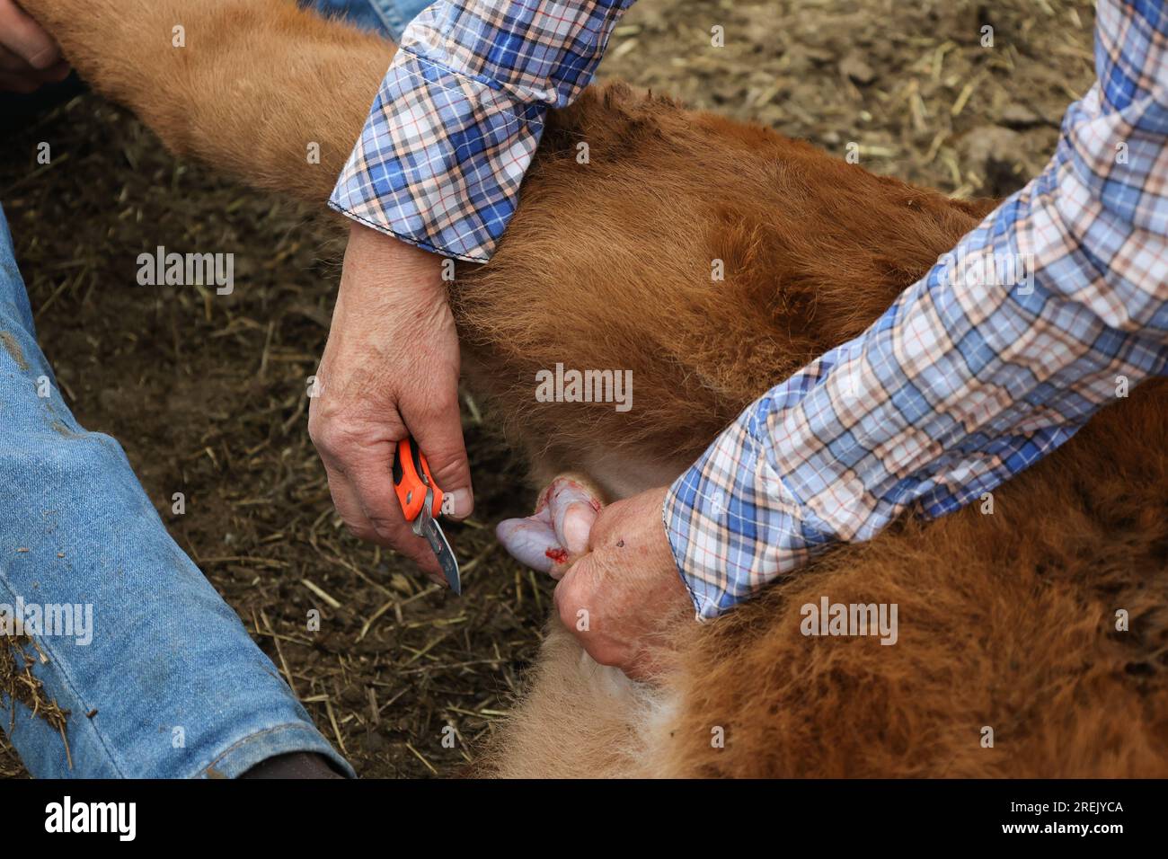 Cattle castration -Fotos und -Bildmaterial in hoher Auflösung – Alamy