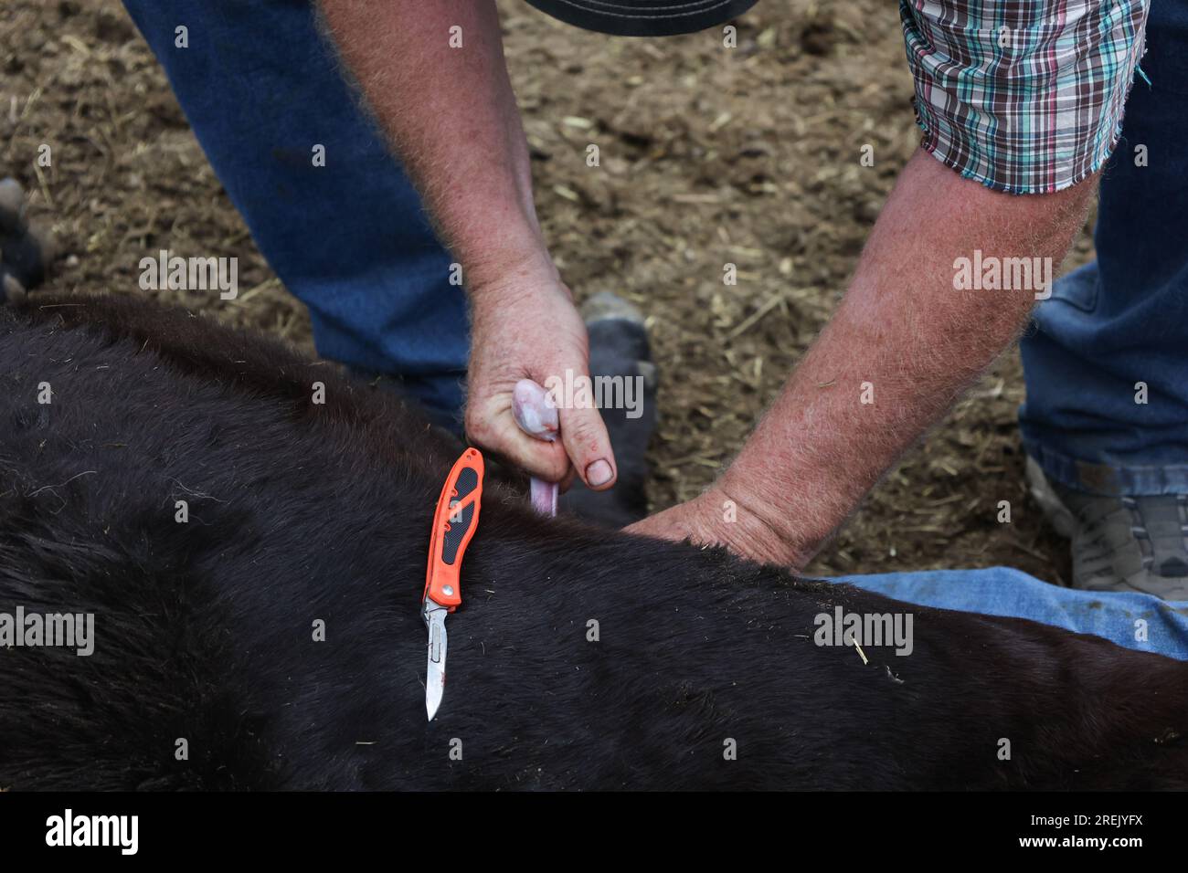 Cattle castration -Fotos und -Bildmaterial in hoher Auflösung – Alamy