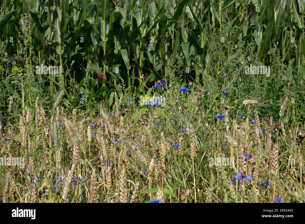 Naturnahe Landwirtschaft, ein blühendes Roggenfeld mit allen Arten von Kräutern, einschließlich Maisblumen, neben einem konventionellen, intensiven Maisfeld Stockfoto