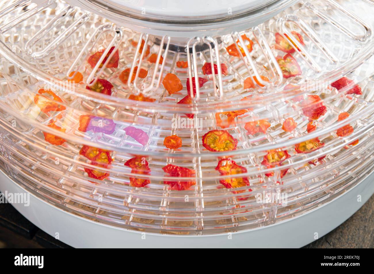 Trocknen mit einem elektrischen Trockengerät zum Trocknen von Lebensmitteln und Kräutern zu Hause. Trocknen von selbst angebauten Tomatenscheiben in der Maschine. Stockfoto