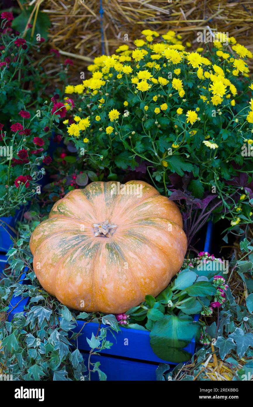 Ein reifer orangefarbener Kürbis auf einer grünen Pflanze. Hintergrund heller, mehrfarbiger Blumen. Squash für Thanksgiving. Nahaufnahme, Draufsicht. Stockfoto