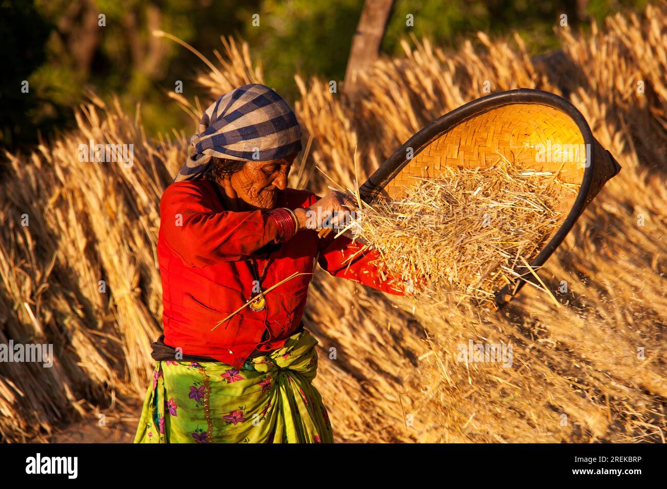 Alte indische Frau, die Arbeit auf dem Feld, Kala Agar Dorf, Kumaon Hügel, Uttarakhand, Indien Stockfoto